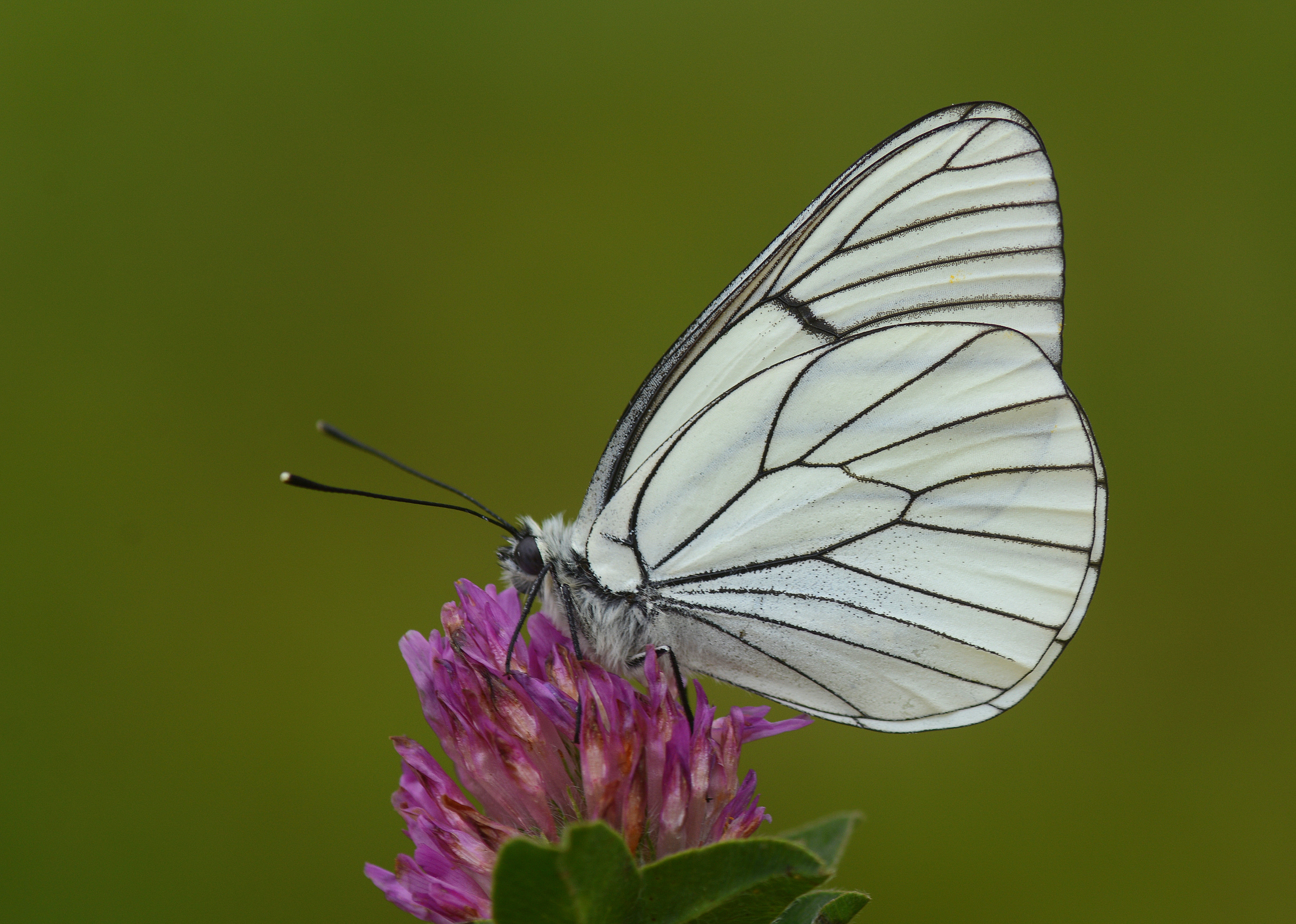 Aporia crataegi (Alıçbeyazı) butterfly photo