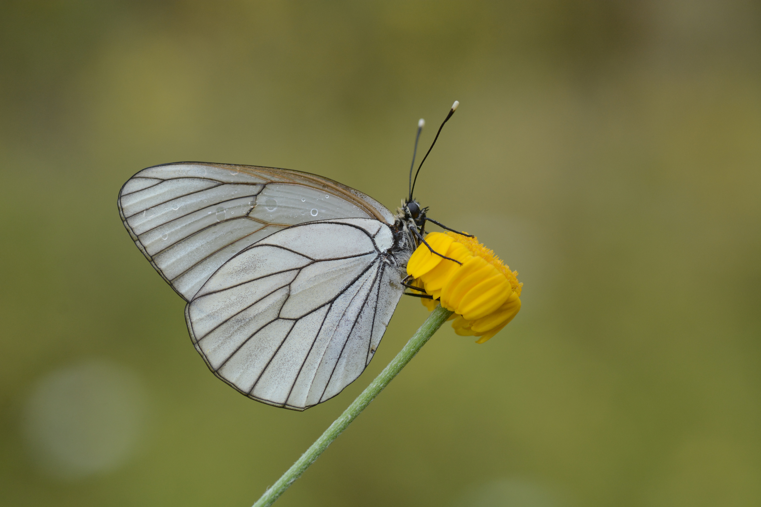 Aporia crataegi (Alıçbeyazı) butterfly photo