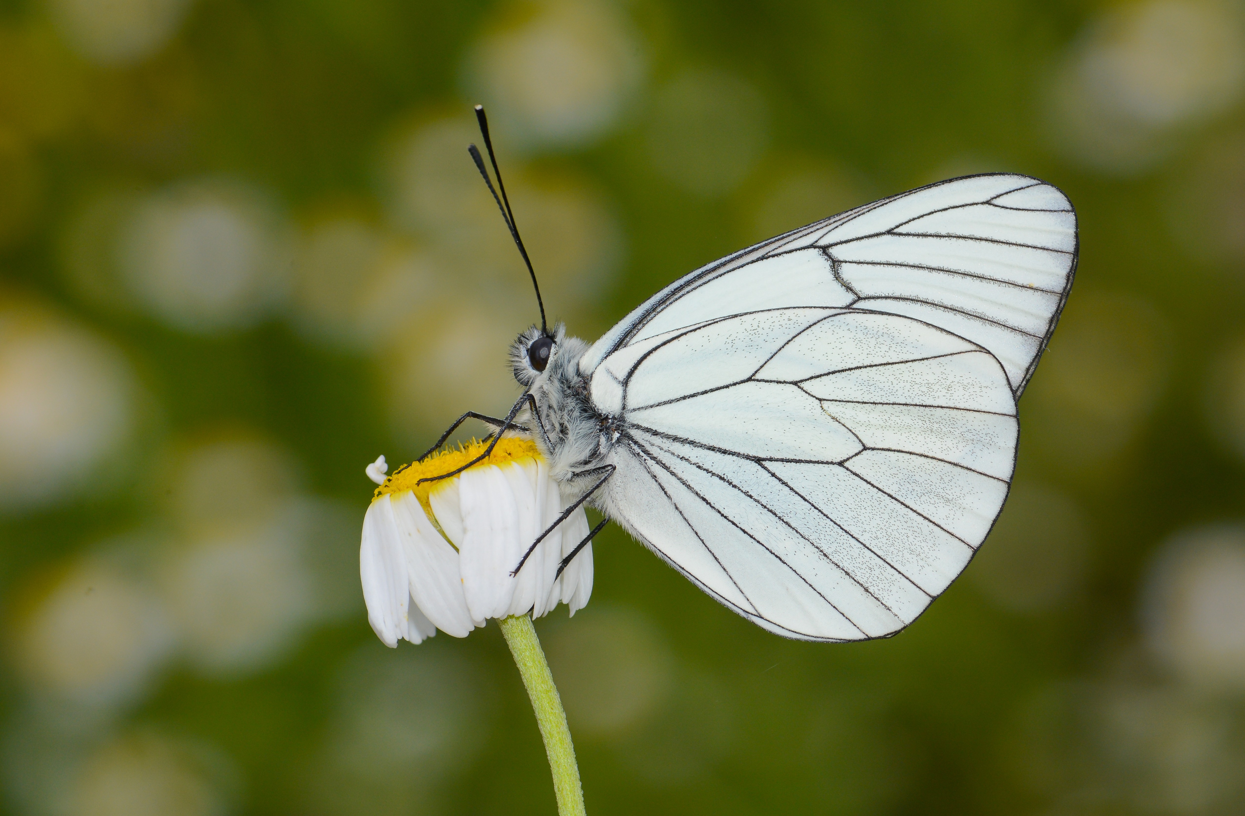 Aporia crataegi (Alıçbeyazı) butterfly photo