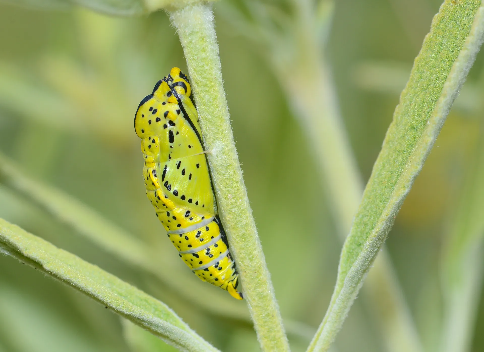 Aporia crataegi (AlÄ±Ã§beyazÄ±) butterfly photo