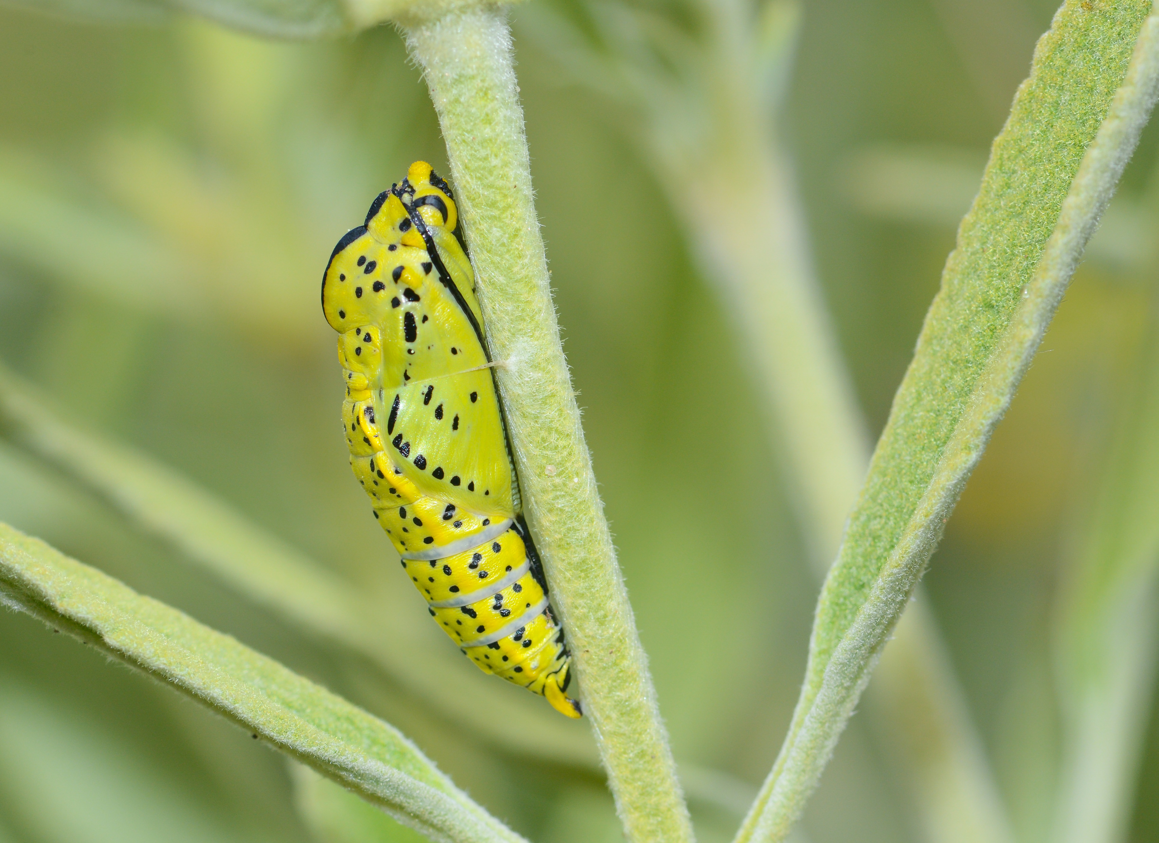 Aporia crataegi (Alıçbeyazı) butterfly photo