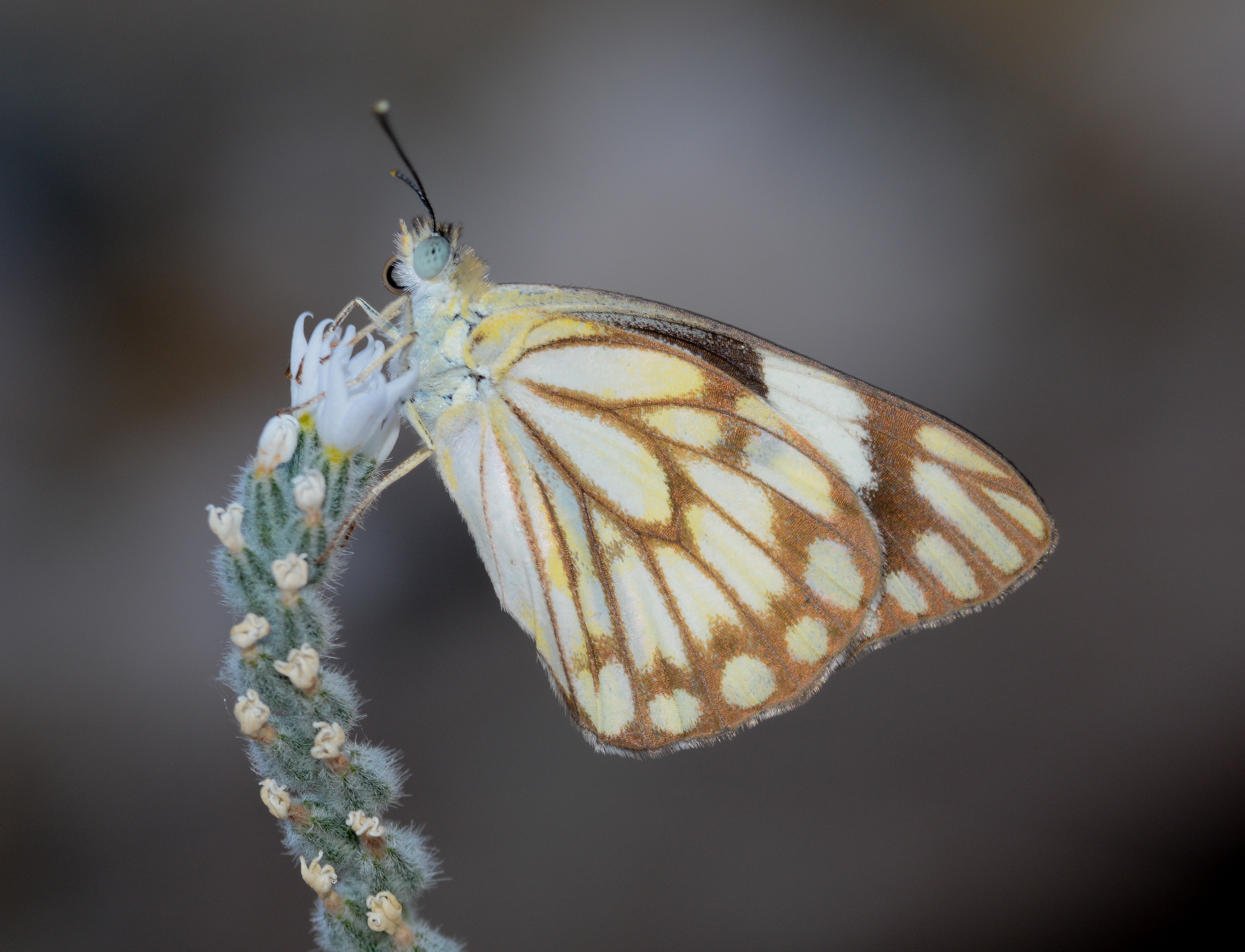 Belenois aurota (Beyazöncü) butterfly photo