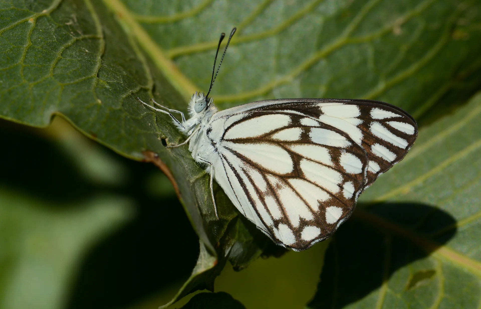 Belenois aurota (BeyazÃ¶ncÃ¼) butterfly photo