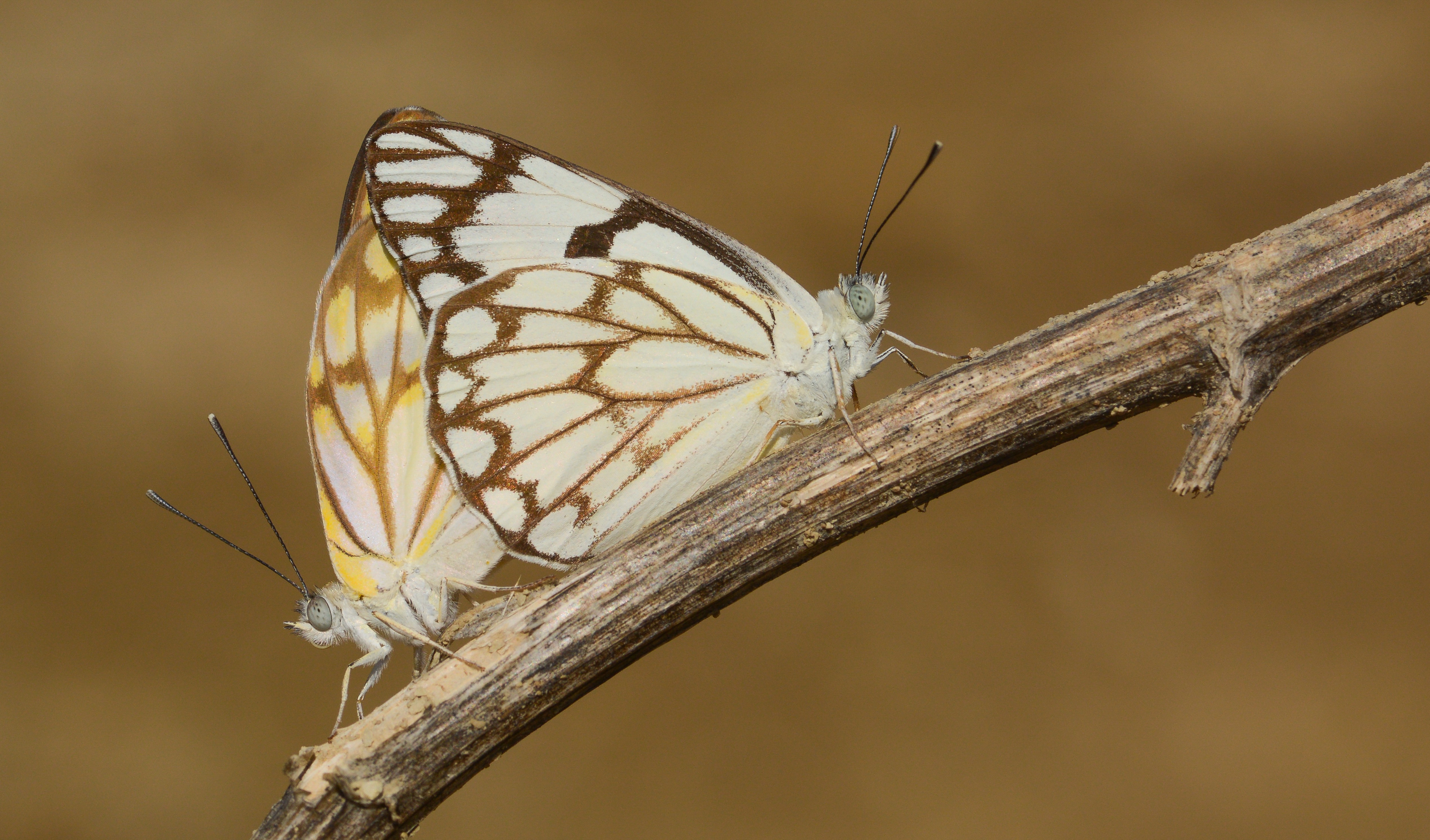 Belenois aurota (Beyazöncü) butterfly photo