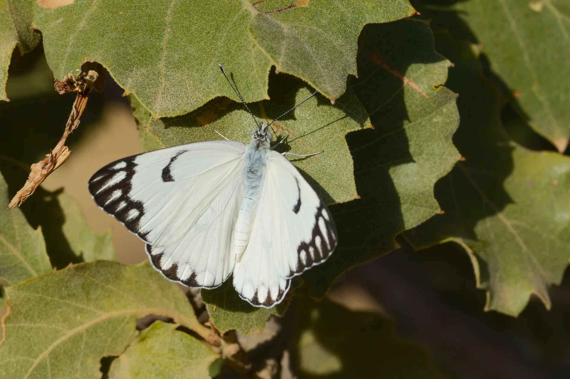 Belenois aurota (BeyazÃ¶ncÃ¼) butterfly photo