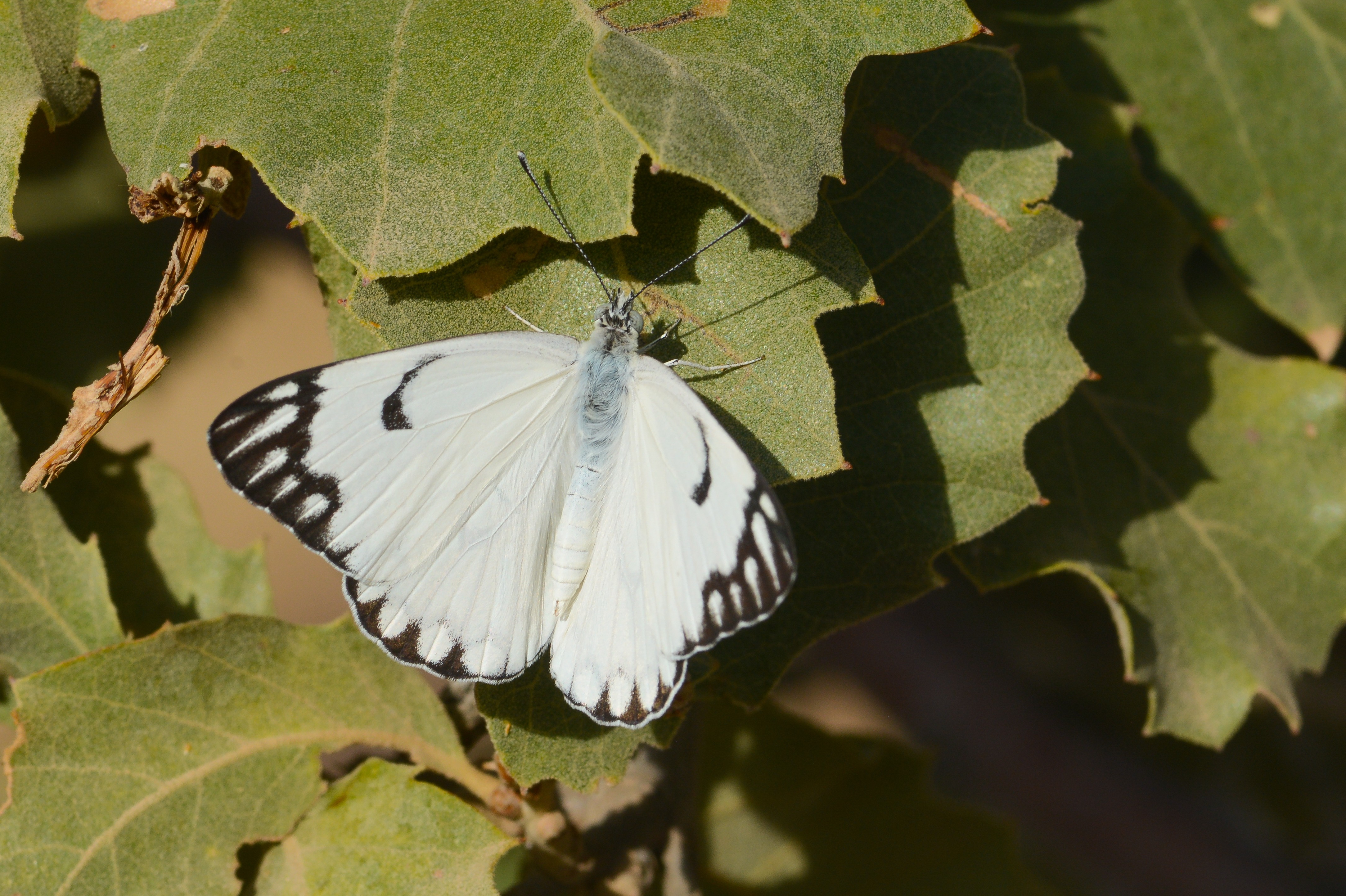 Belenois aurota (Beyazöncü) butterfly photo