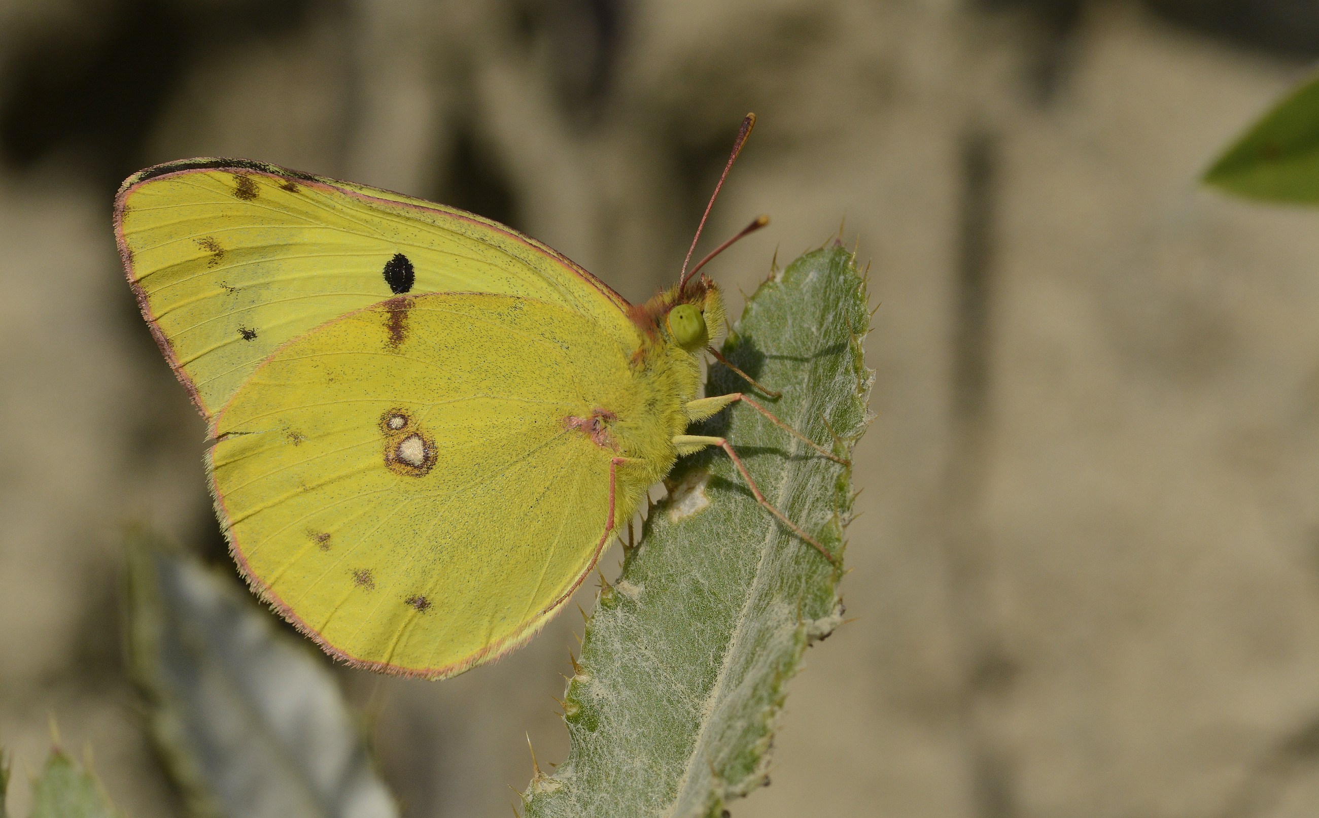 Colias alfacariensis (Güzel Azamet) butterfly photo