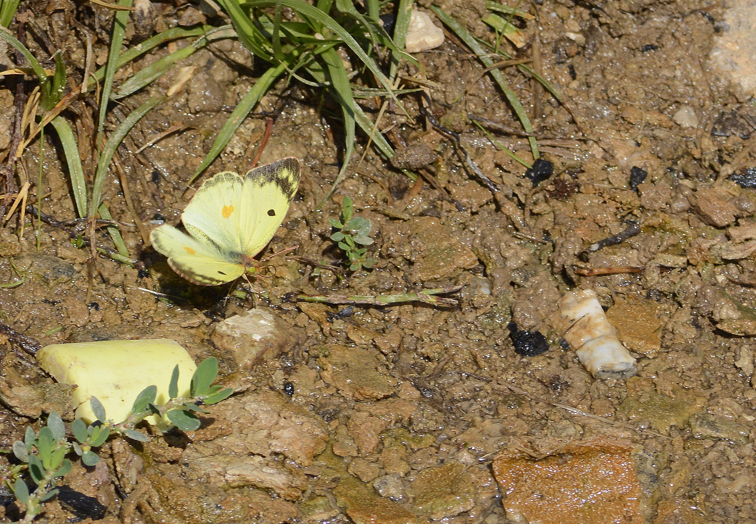 Colias alfacariensis (Güzel Azamet) butterfly photo