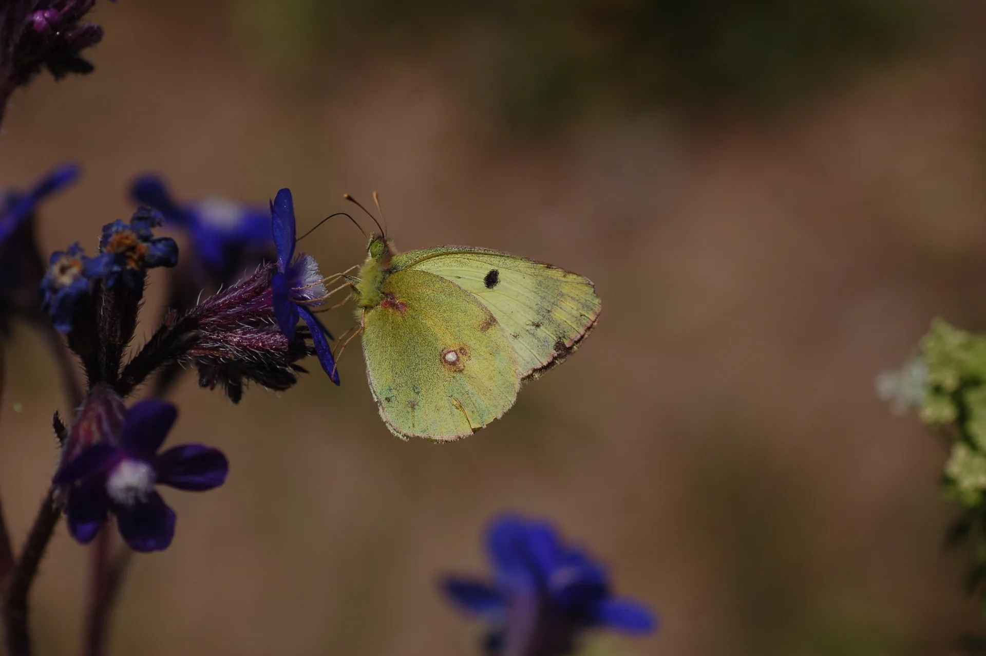 Colias alfacariensis (GÃ¼zel Azamet) butterfly photo
