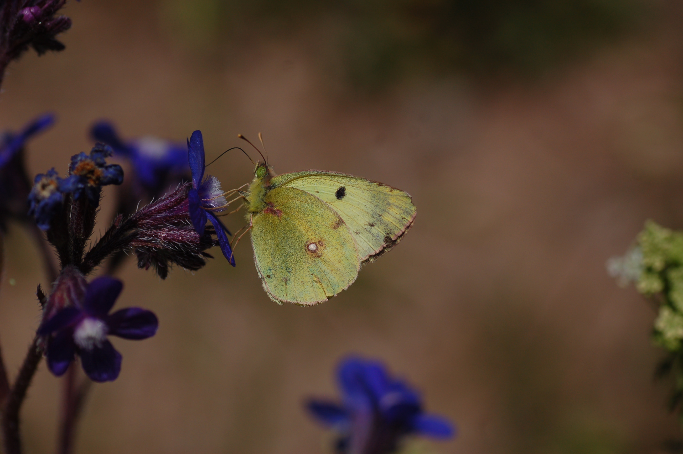 Colias alfacariensis (Güzel Azamet) butterfly photo