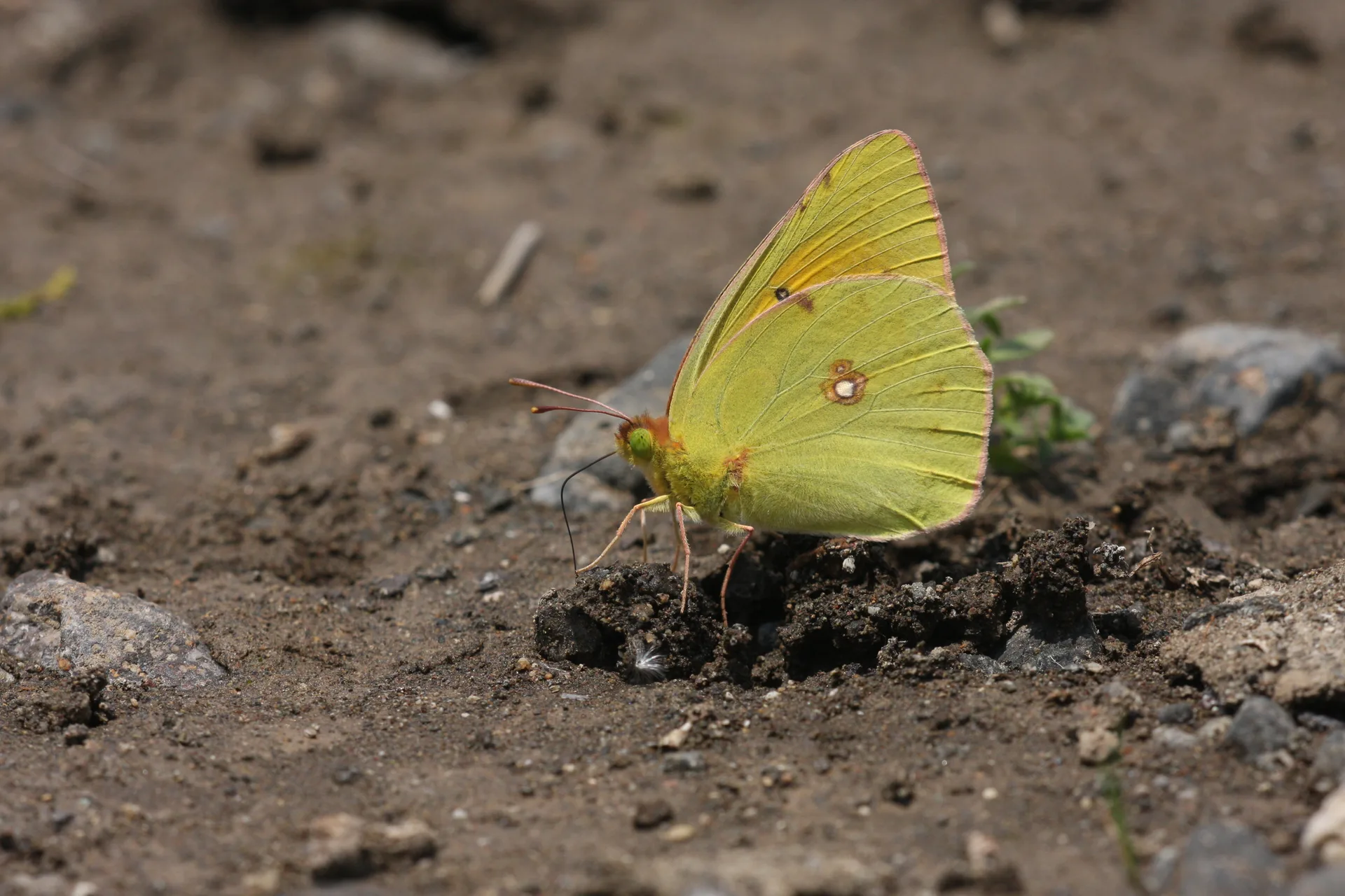 Colias aurorina (Anadolu Azameti) butterfly photo