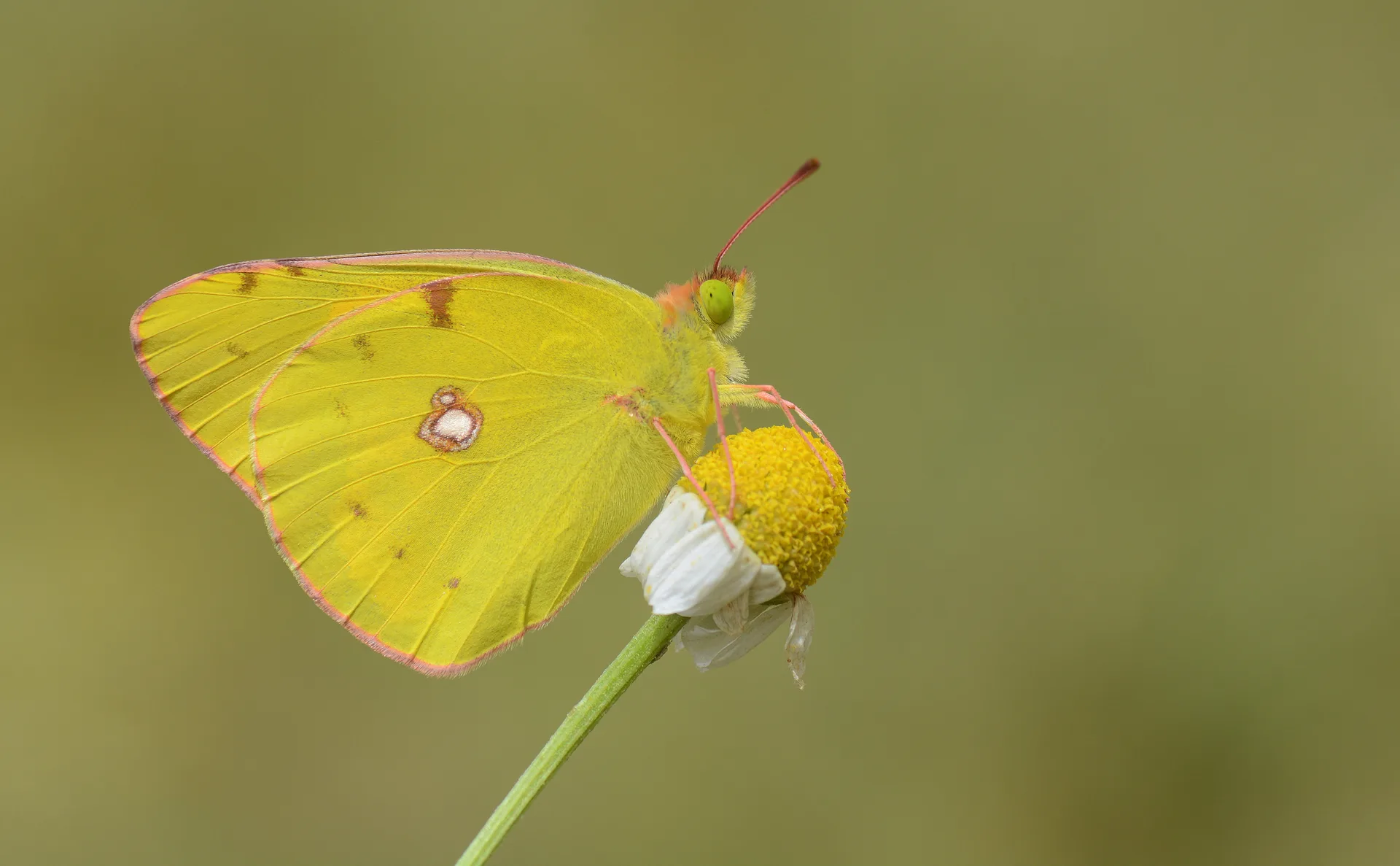 Colias crocea (Sarıazamet) butterfly photo