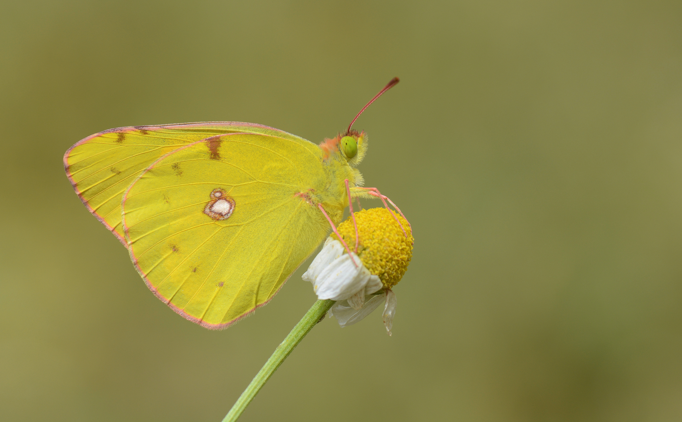 Colias crocea (Sarıazamet) butterfly photo