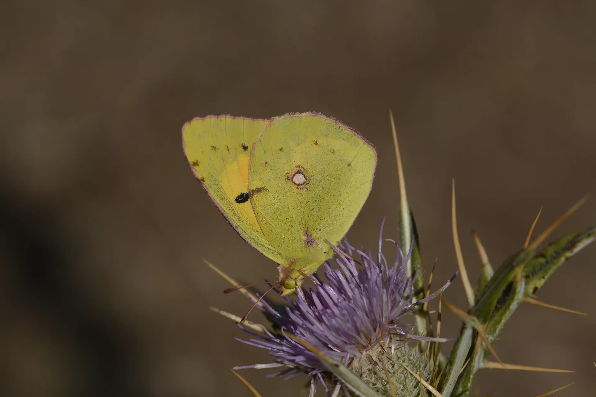 Colias crocea (SarÄ±azamet) butterfly photo