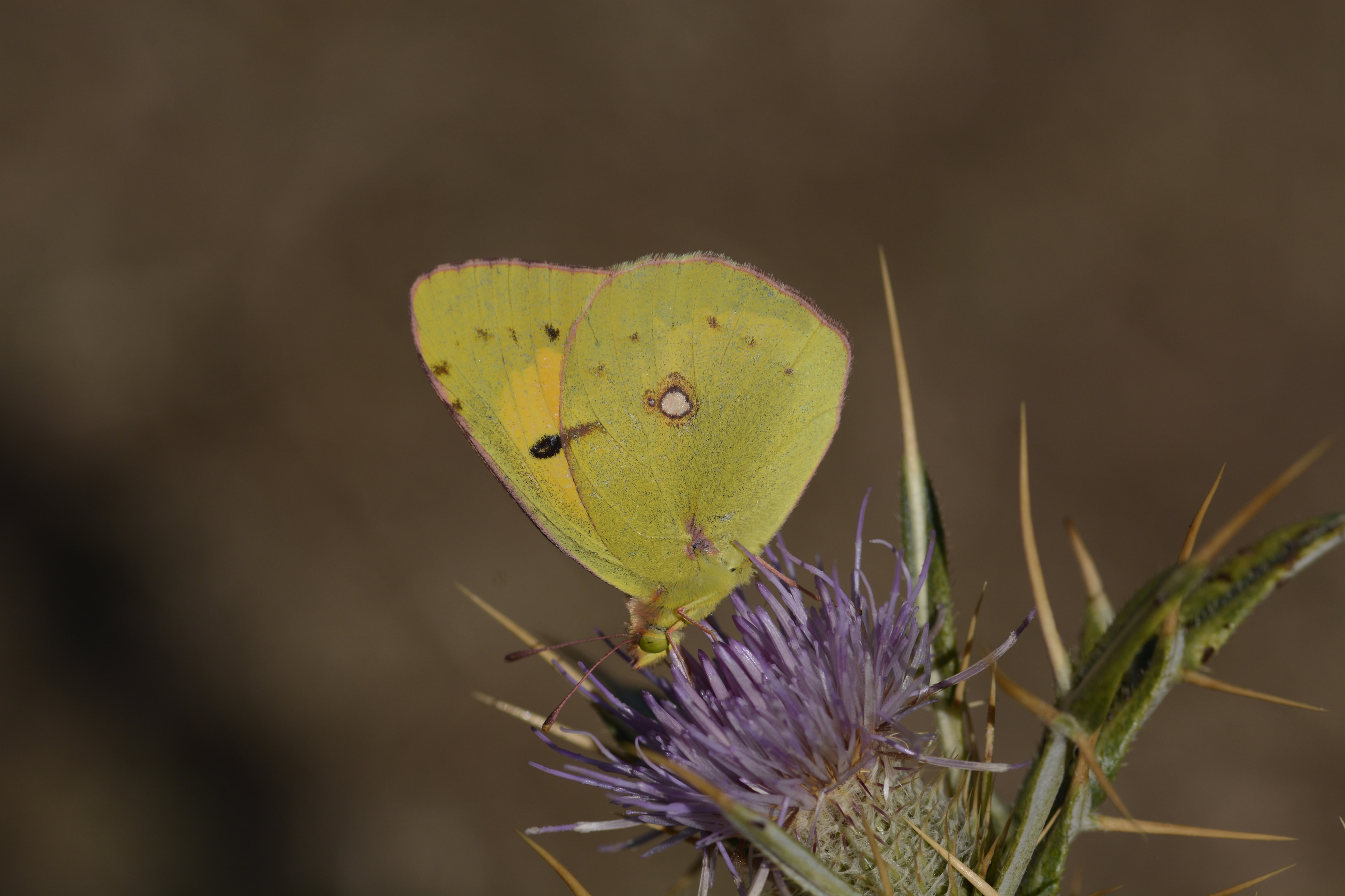 Colias crocea (Sarıazamet) butterfly photo