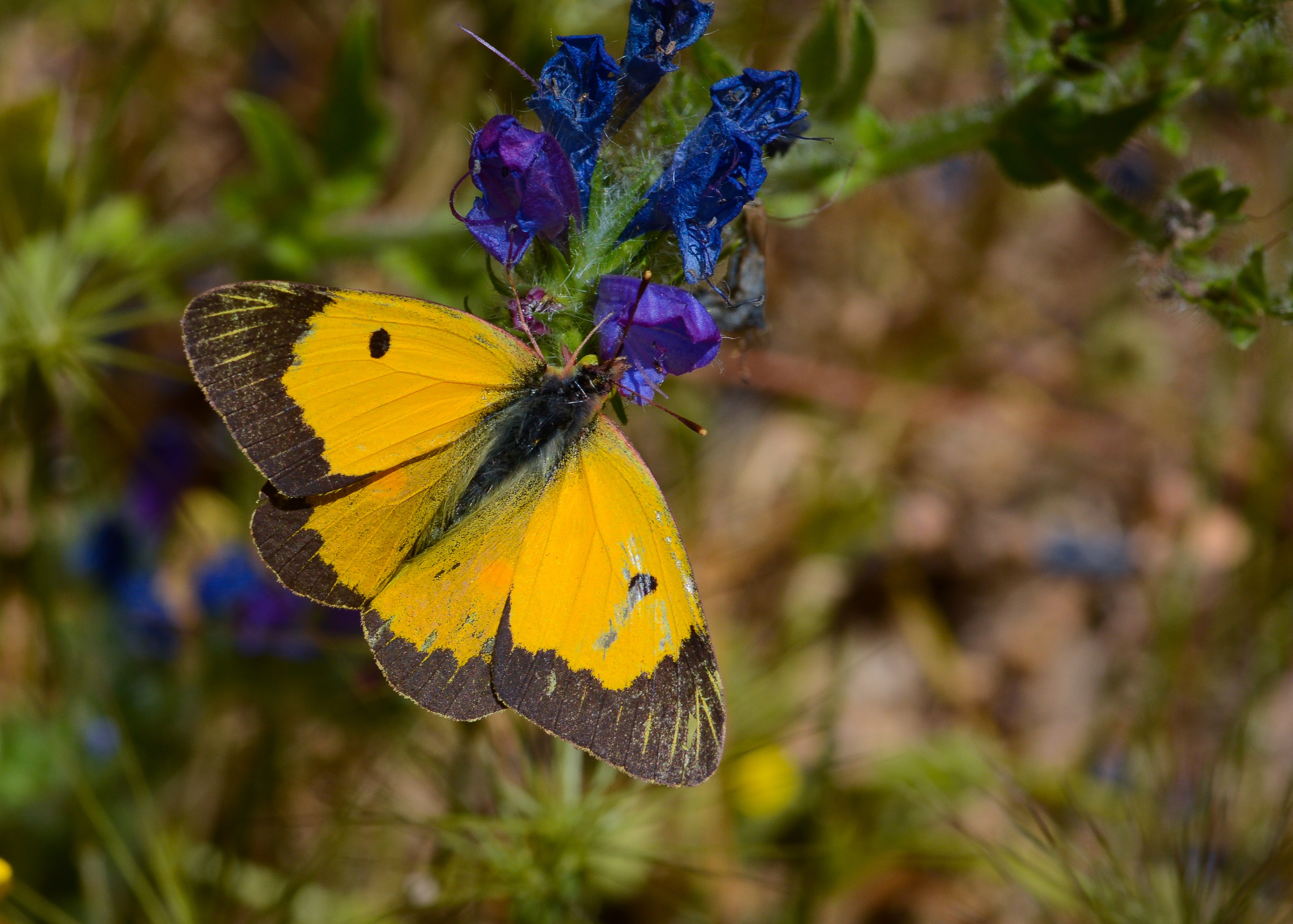 Colias crocea (Sarıazamet) butterfly photo