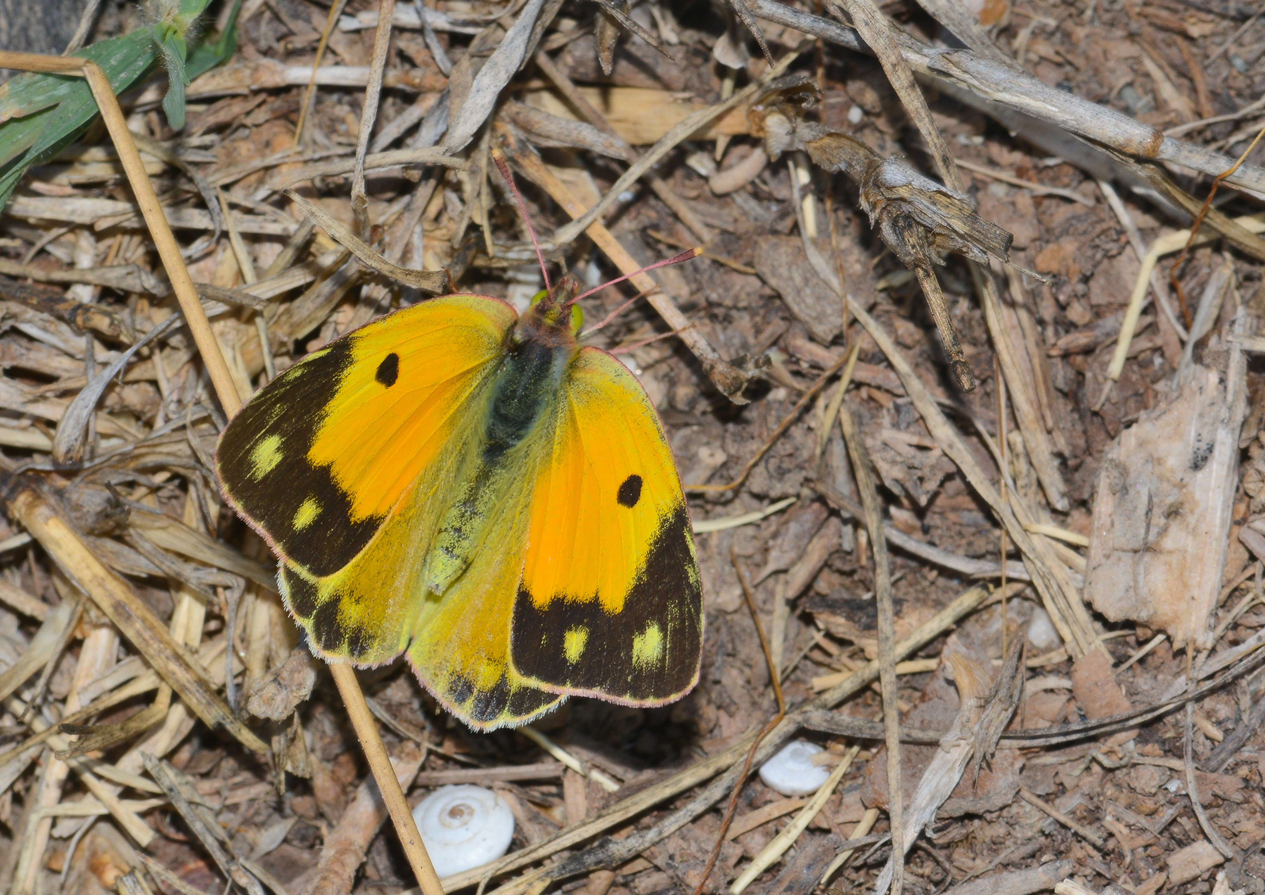 Colias crocea (Sarıazamet) butterfly photo