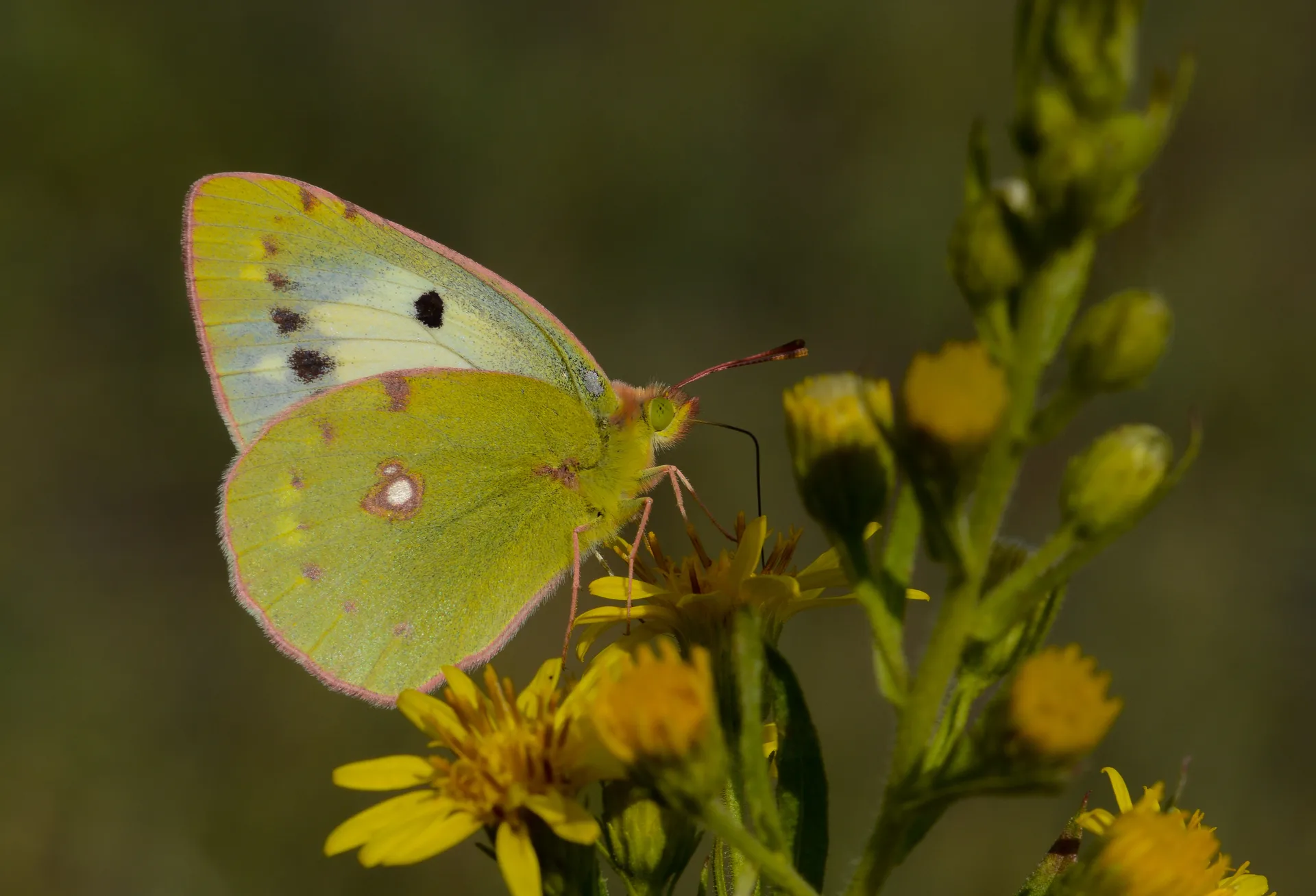 Colias crocea (SarÄ±azamet) butterfly photo