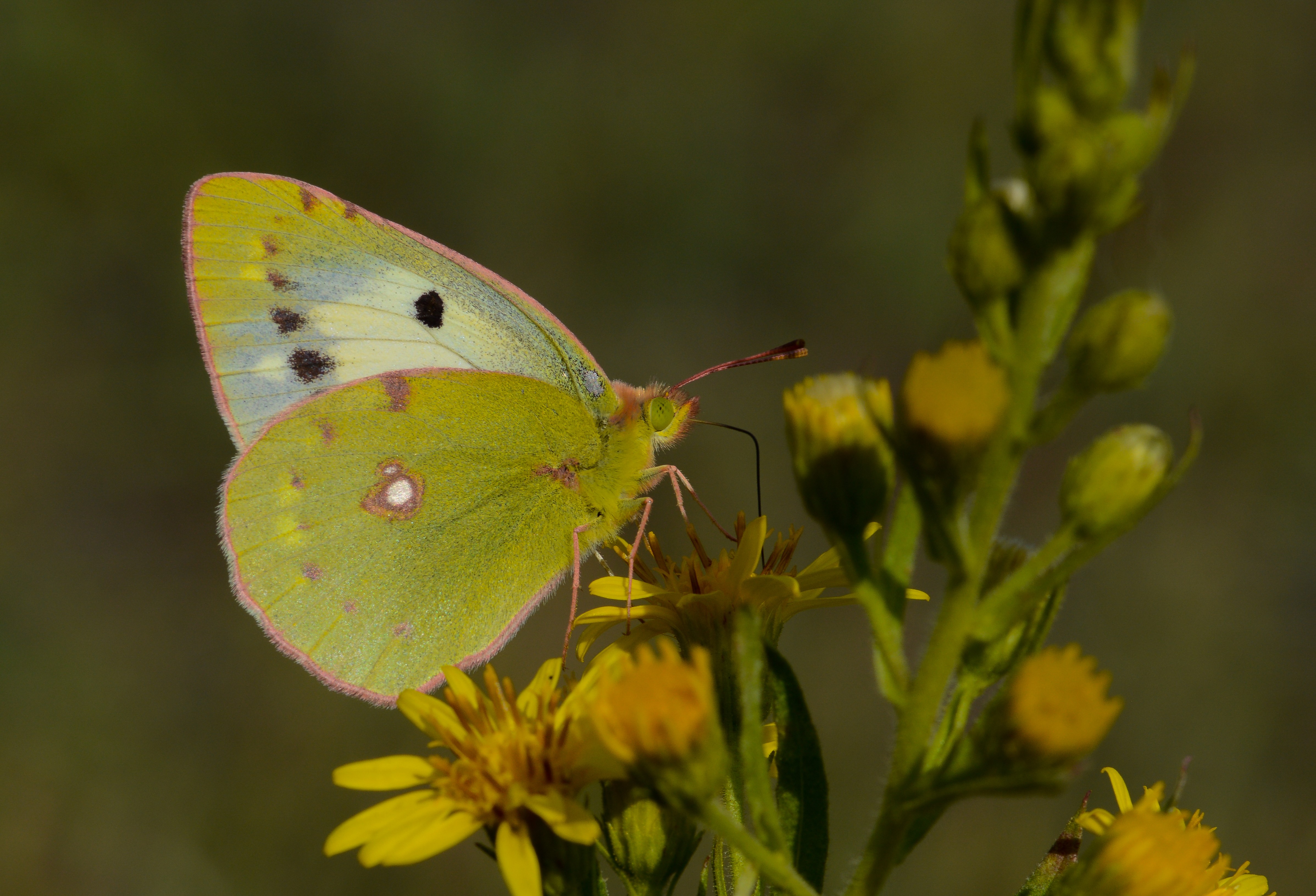 Colias crocea (Sarıazamet) butterfly photo