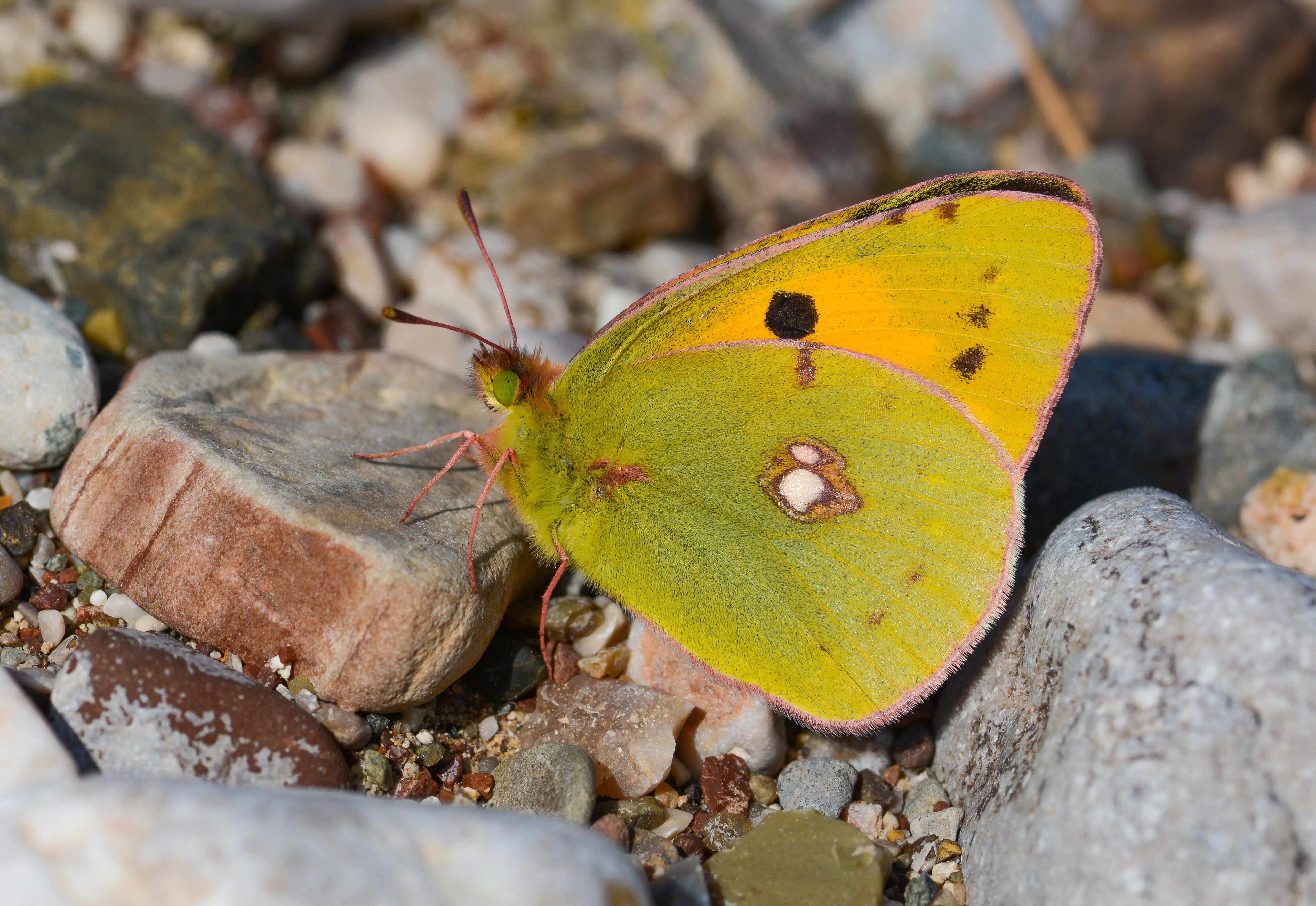 Colias crocea (Sarıazamet) butterfly photo