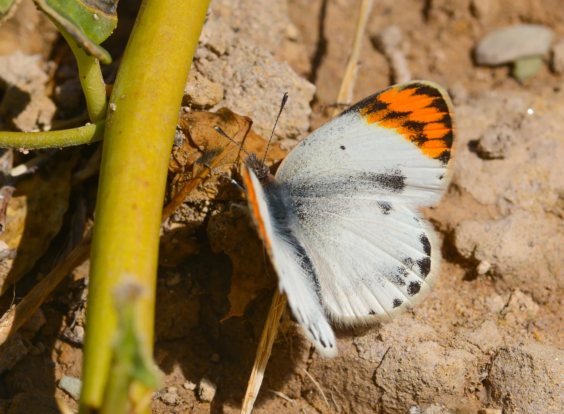 Colotis evagore butterfly photo