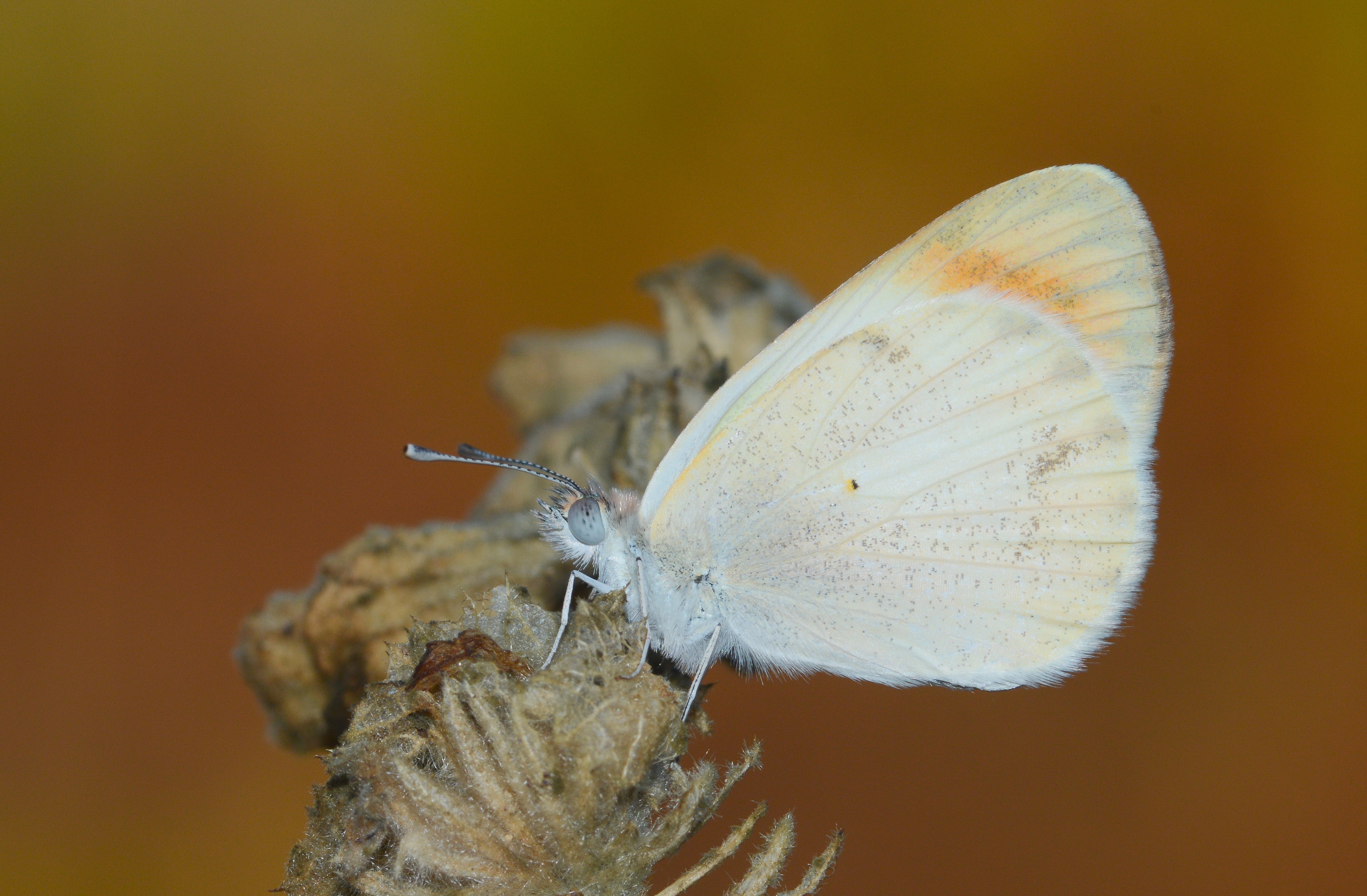 Colotis evagore butterfly photo