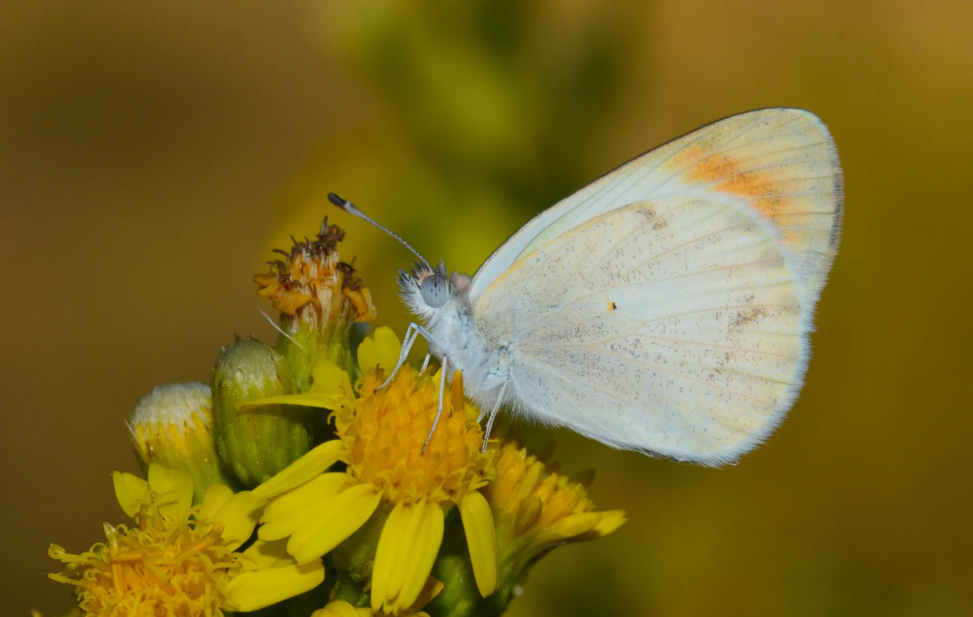 Colotis evagore butterfly photo