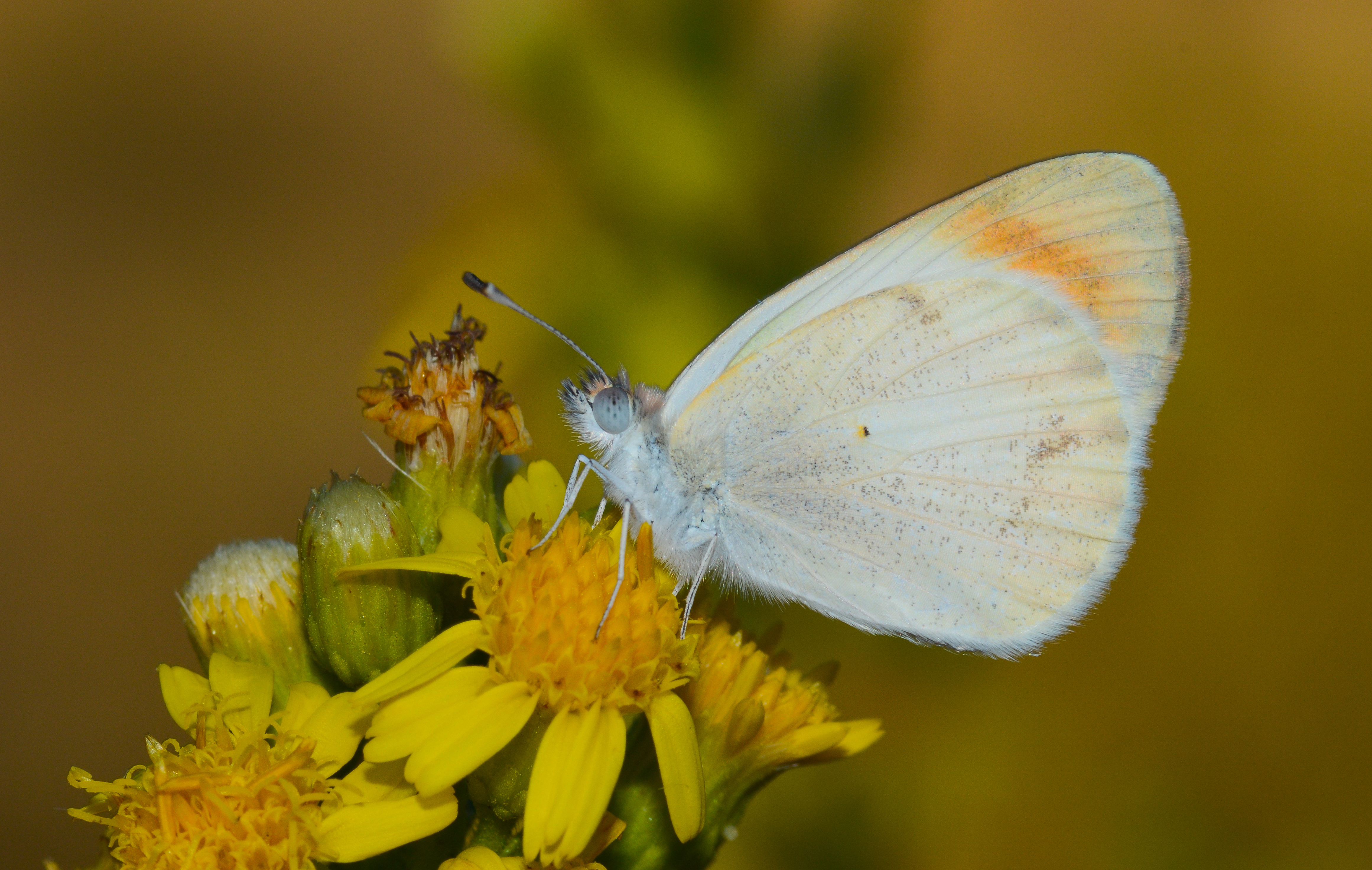 Colotis evagore butterfly photo