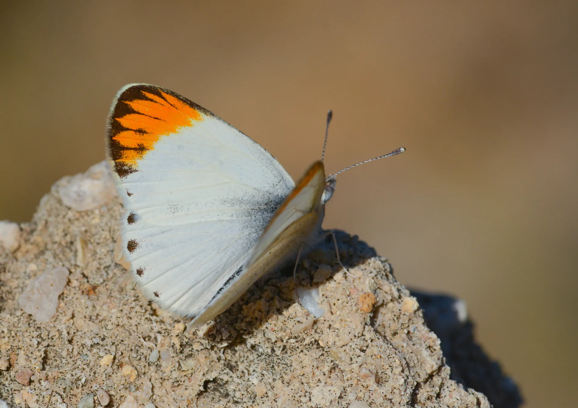 Colotis evagore butterfly photo