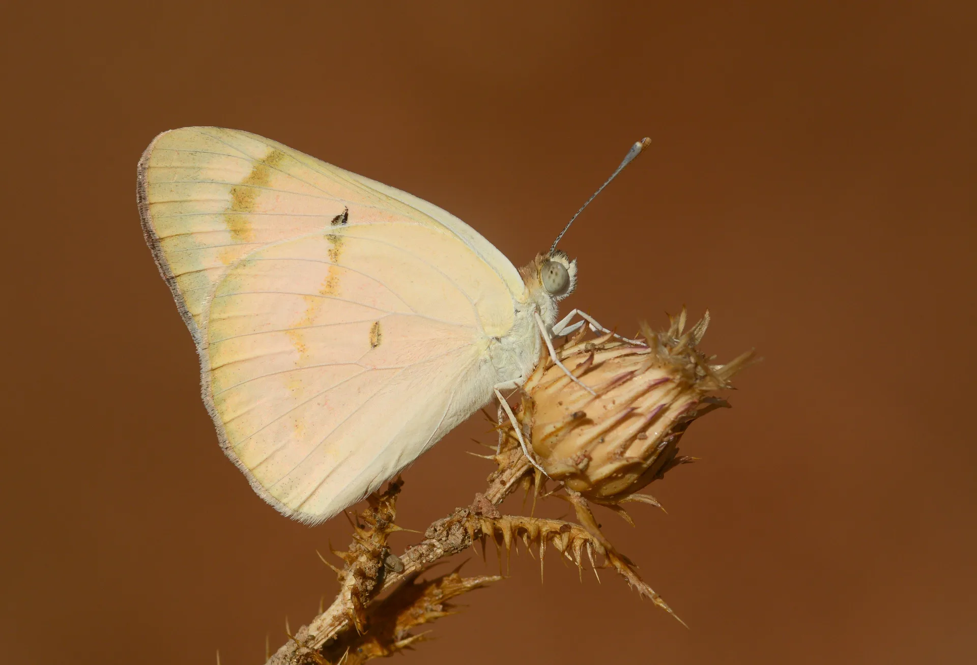 Colotis fausta (Mezopotamya Kolotisi) butterfly photo