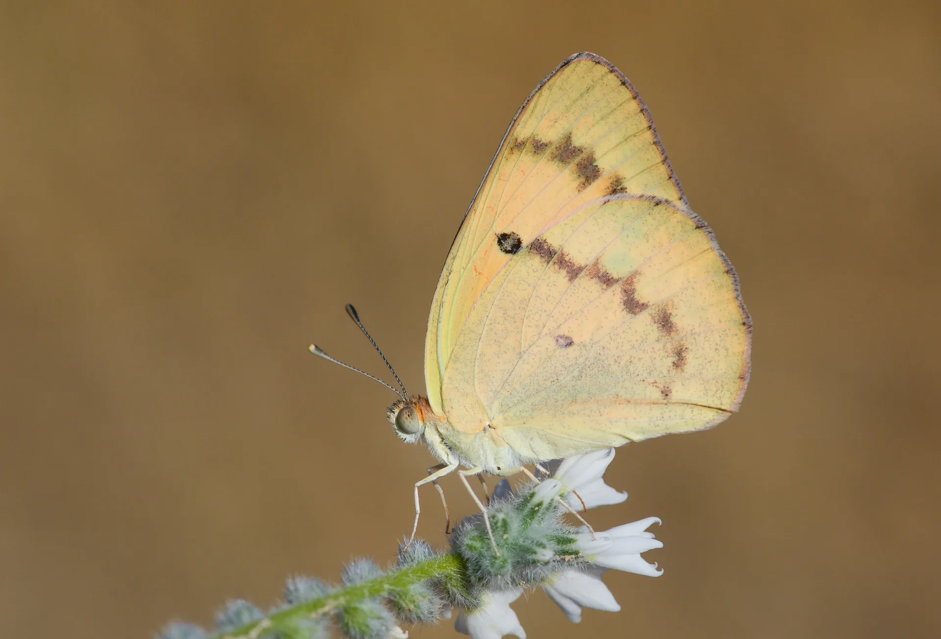 Colotis fausta (Mezopotamya Kolotisi) butterfly photo