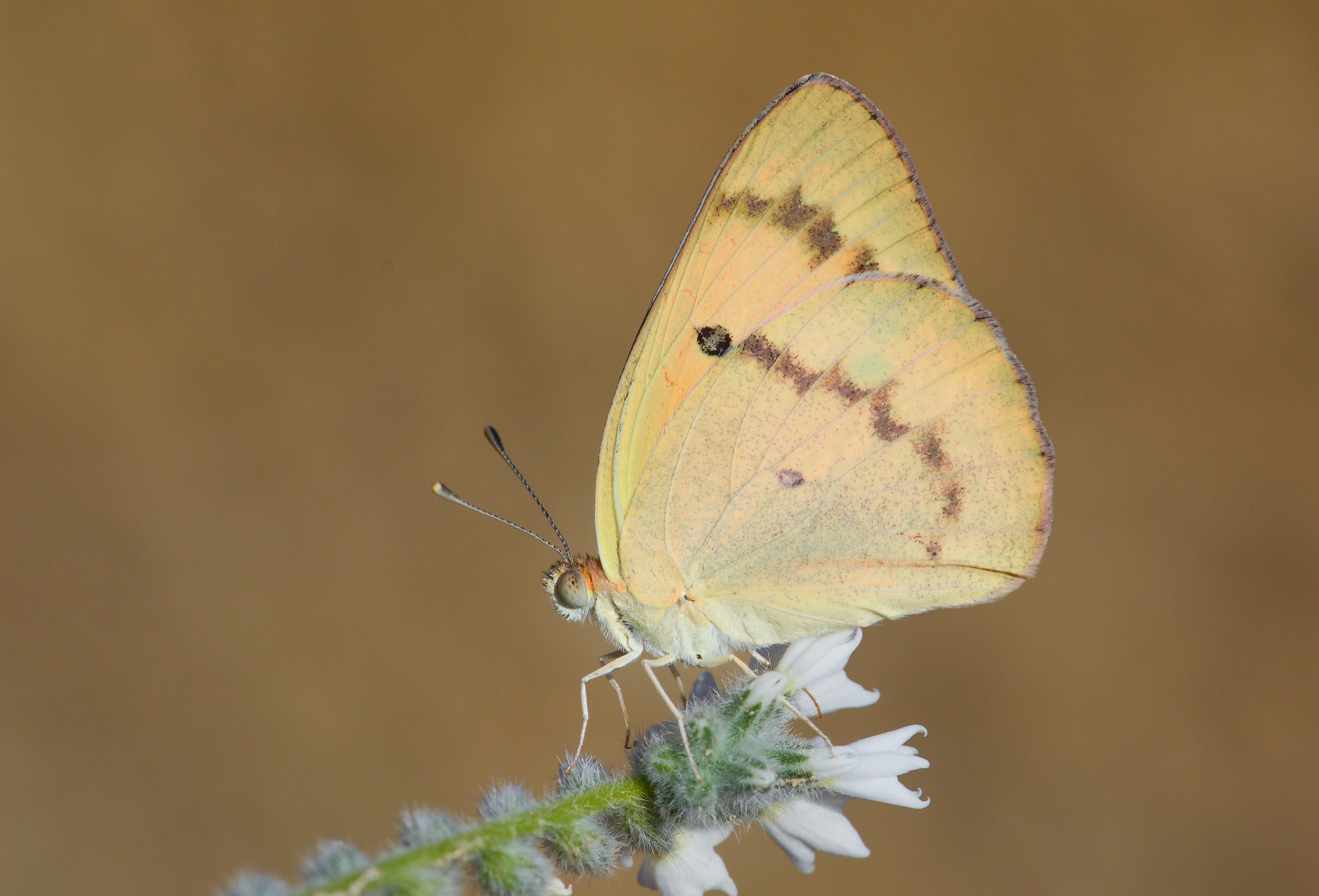 Colotis fausta (Mezopotamya Kolotisi) butterfly photo