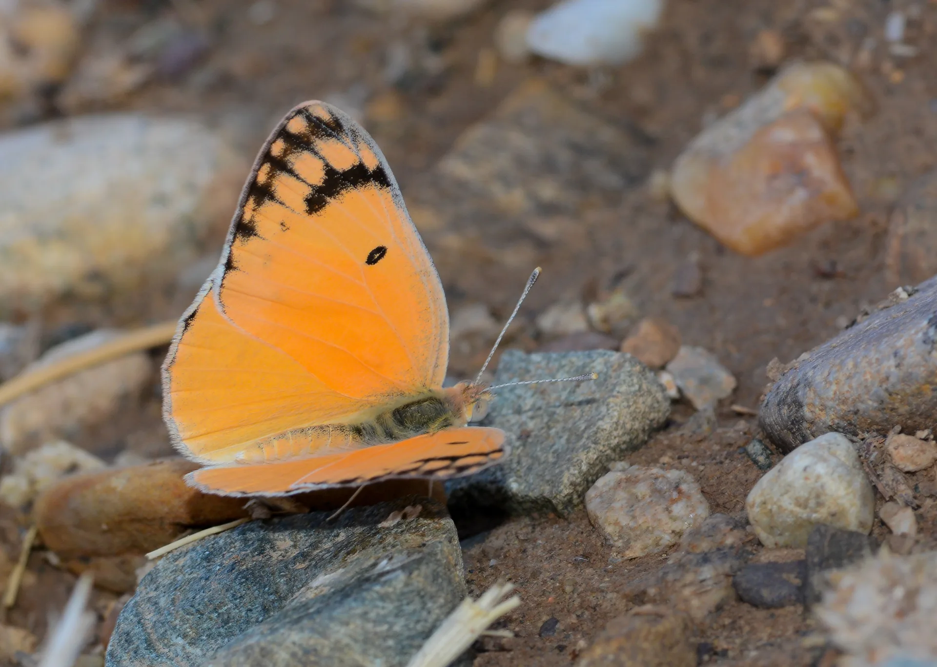 Colotis fausta (Mezopotamya Kolotisi) butterfly photo