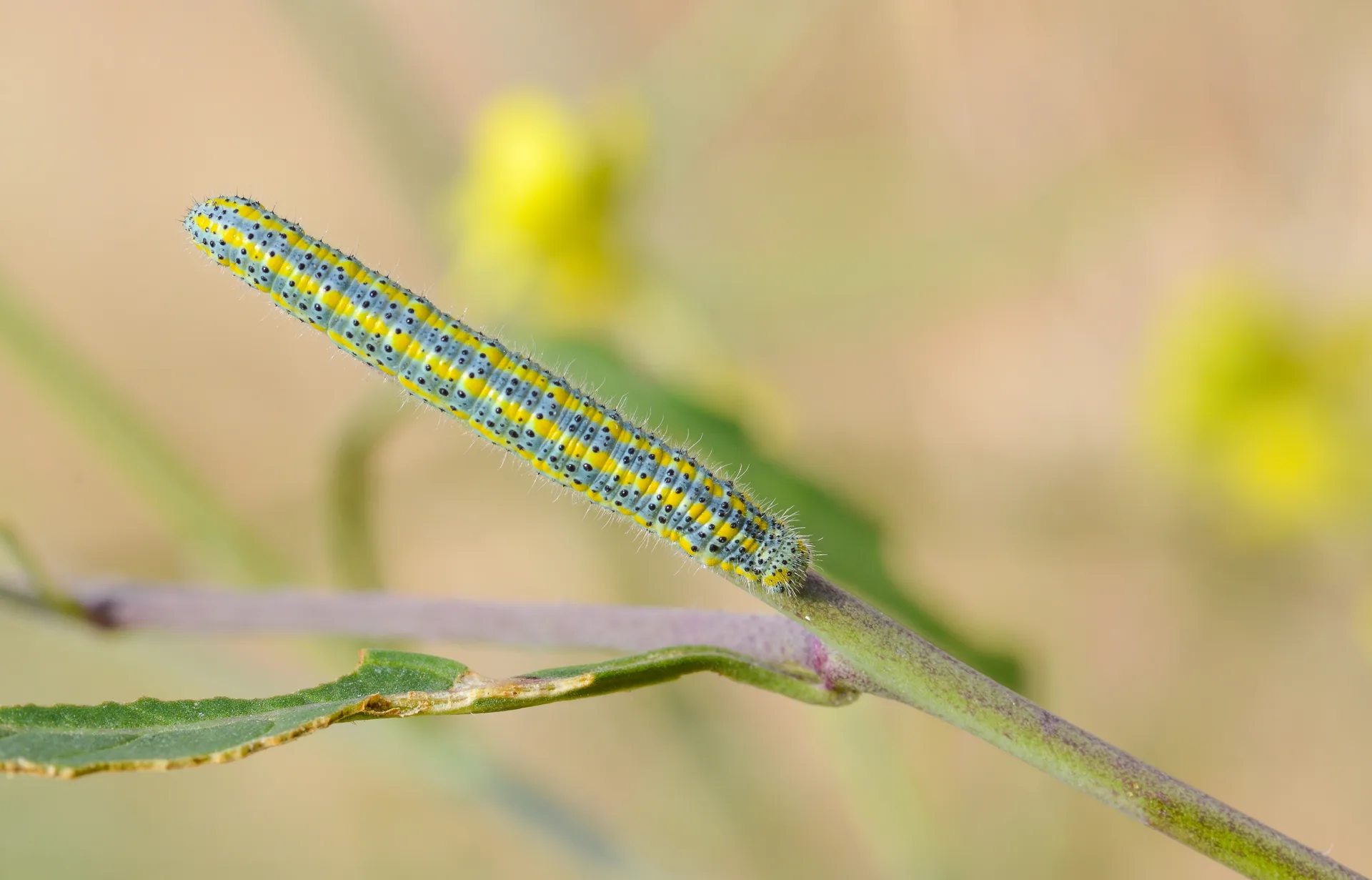 Euchloe ausonia (Dağ Oyklösü) butterfly photo