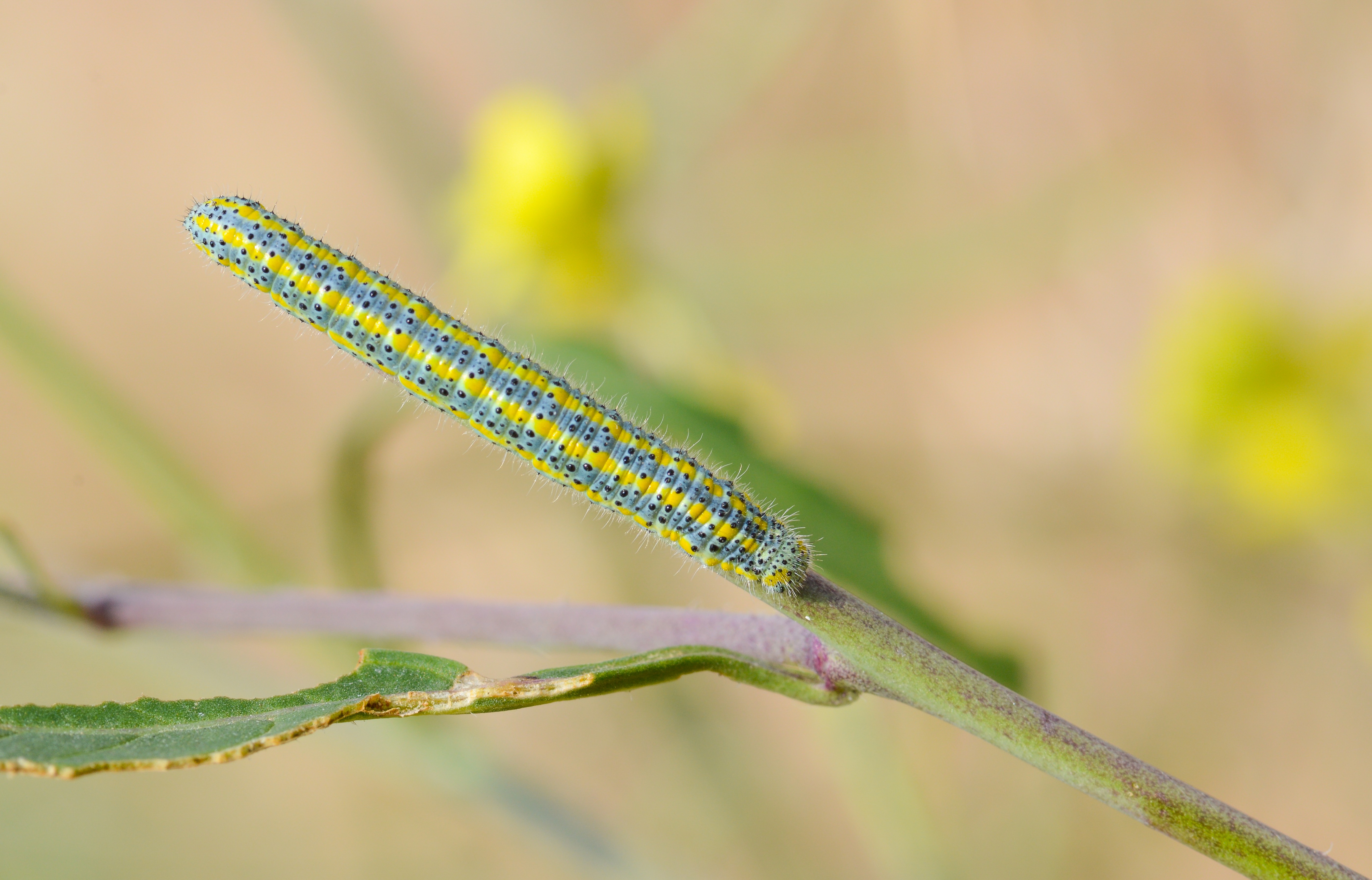 Euchloe ausonia (Dağ Oyklösü) butterfly photo