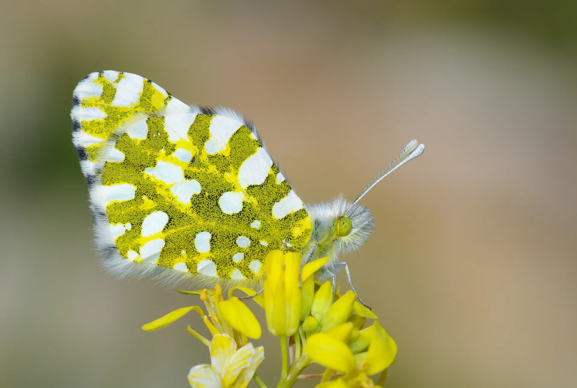 Euchloe ausonia (DaÄŸ OyklÃ¶sÃ¼) butterfly photo