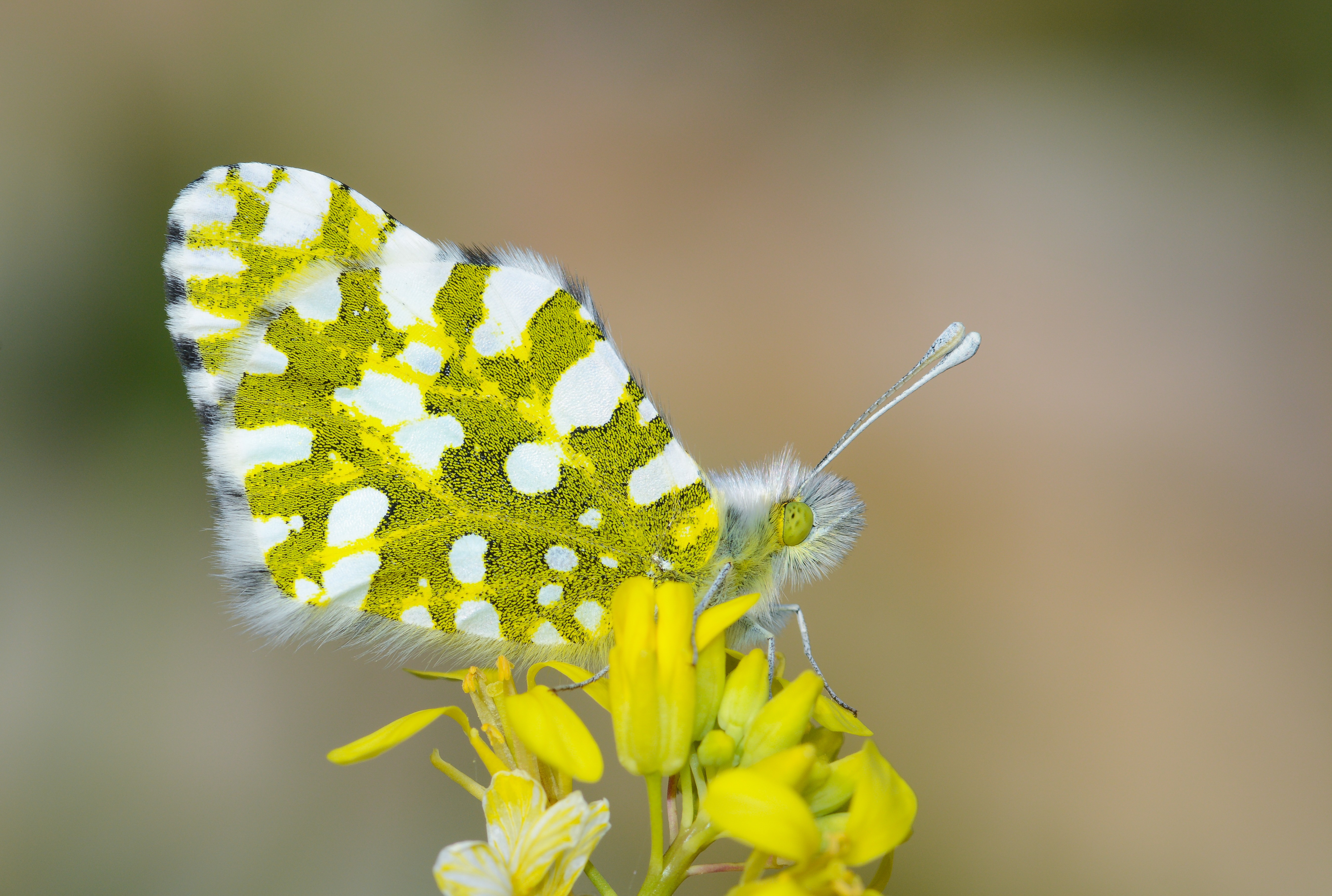 Euchloe ausonia (Dağ Oyklösü) butterfly photo