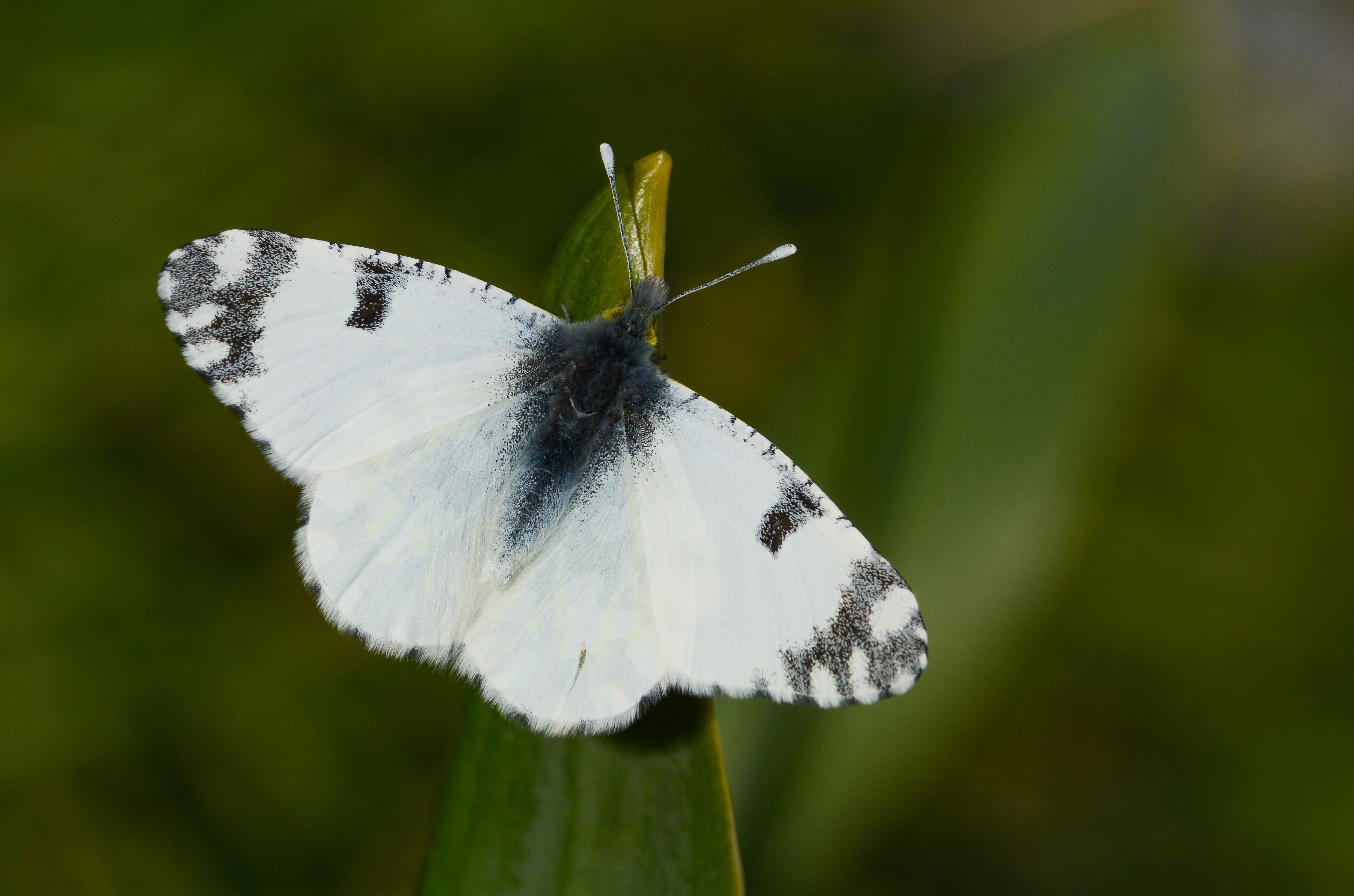 Euchloe ausonia (Dağ Oyklösü) butterfly photo