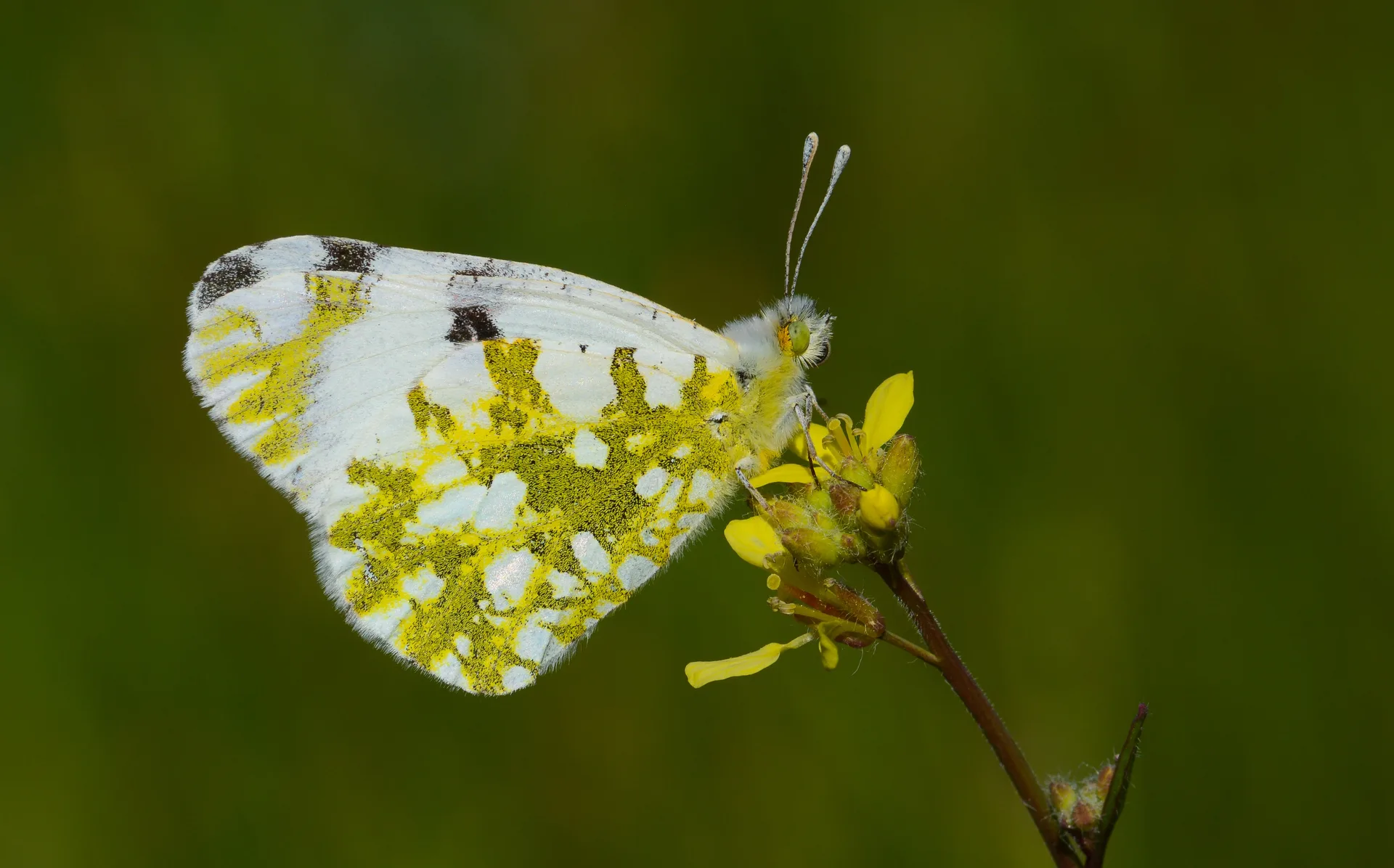 Euchloe ausonia (DaÄŸ OyklÃ¶sÃ¼) butterfly photo