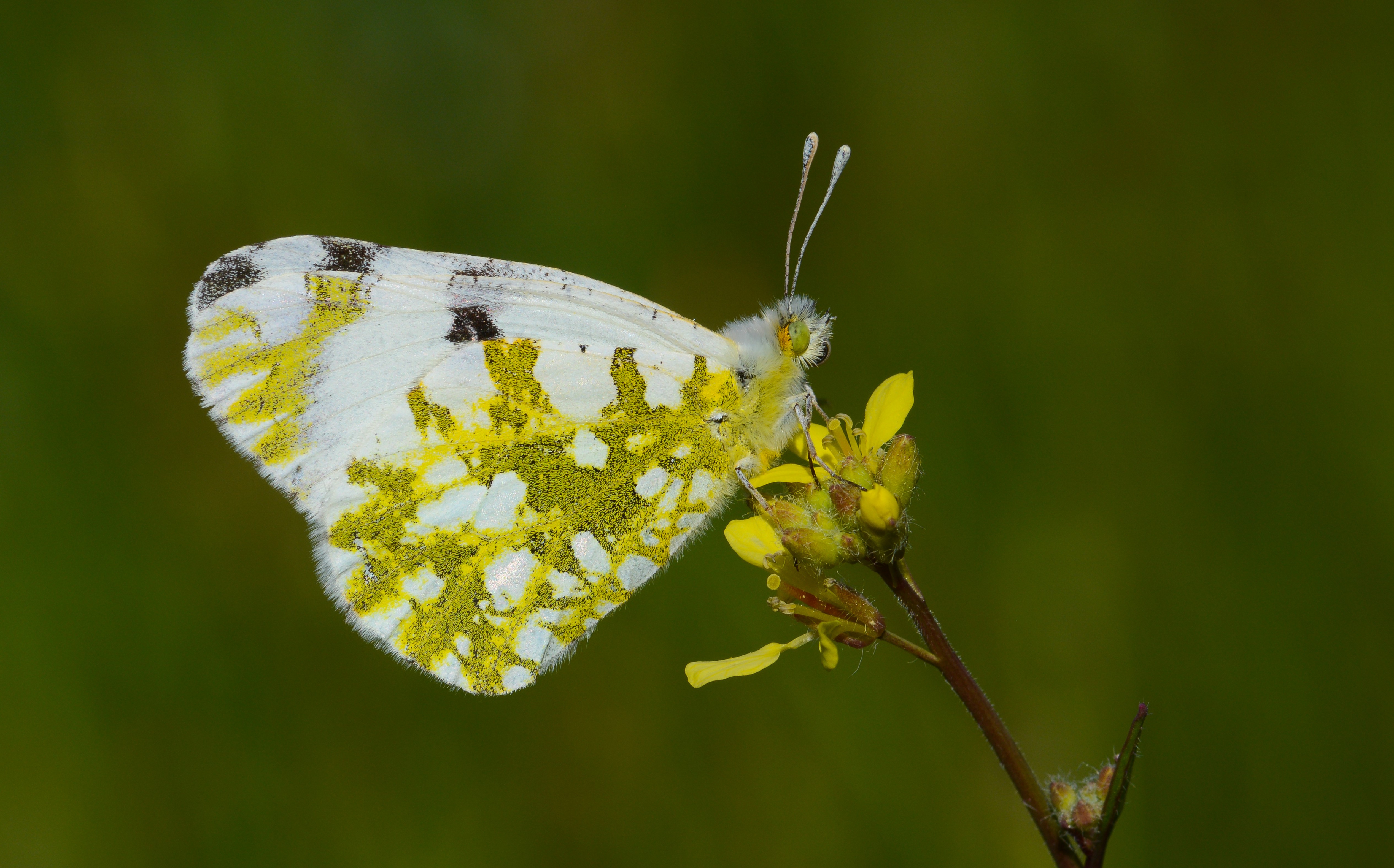 Euchloe ausonia (Dağ Oyklösü) butterfly photo