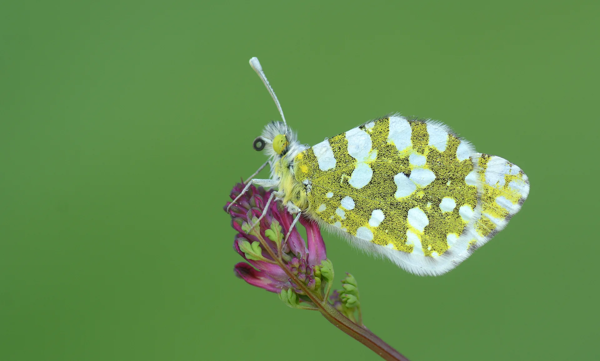 Euchloe ausonia (DaÄŸ OyklÃ¶sÃ¼) butterfly photo