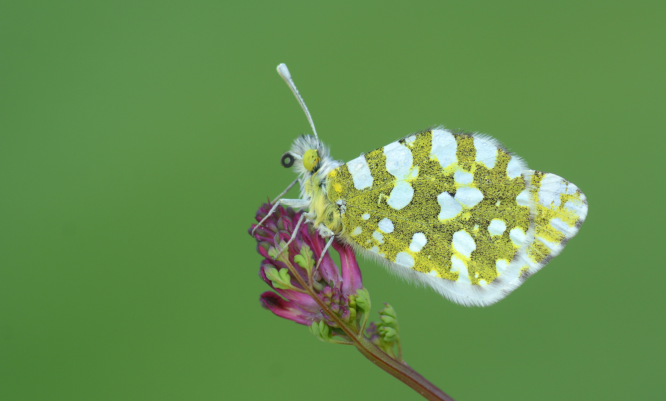 Euchloe ausonia (Dağ Oyklösü) butterfly photo