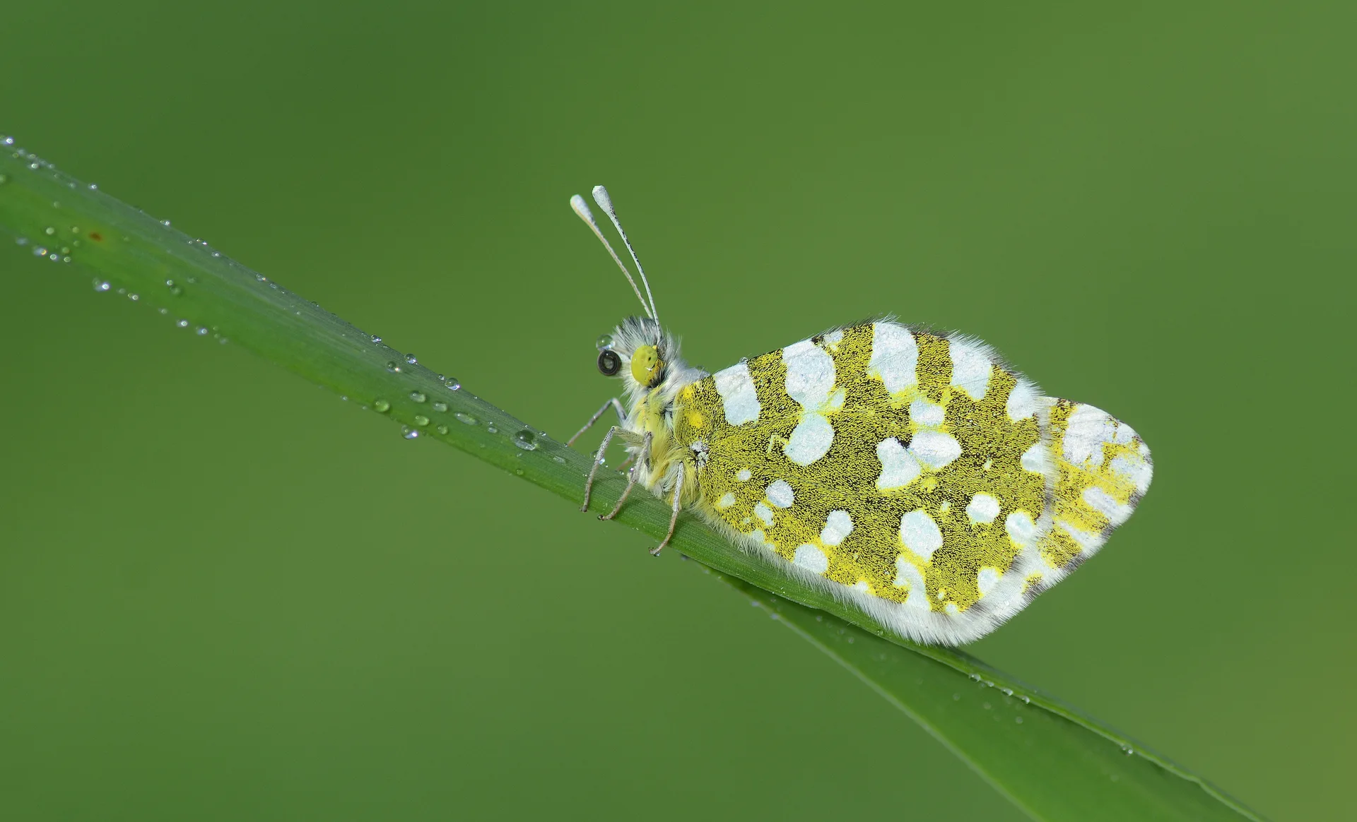 Euchloe ausonia (DaÄŸ OyklÃ¶sÃ¼) butterfly photo