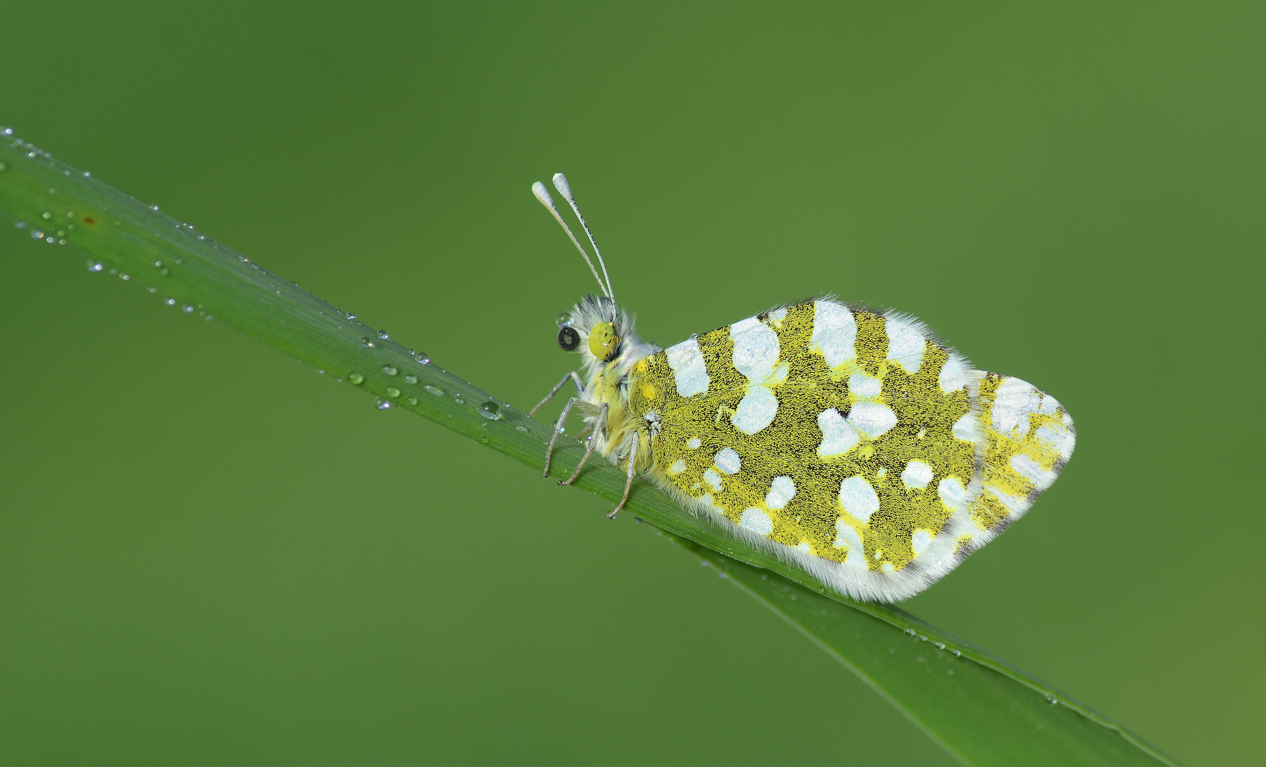 Euchloe ausonia (Dağ Oyklösü) butterfly photo