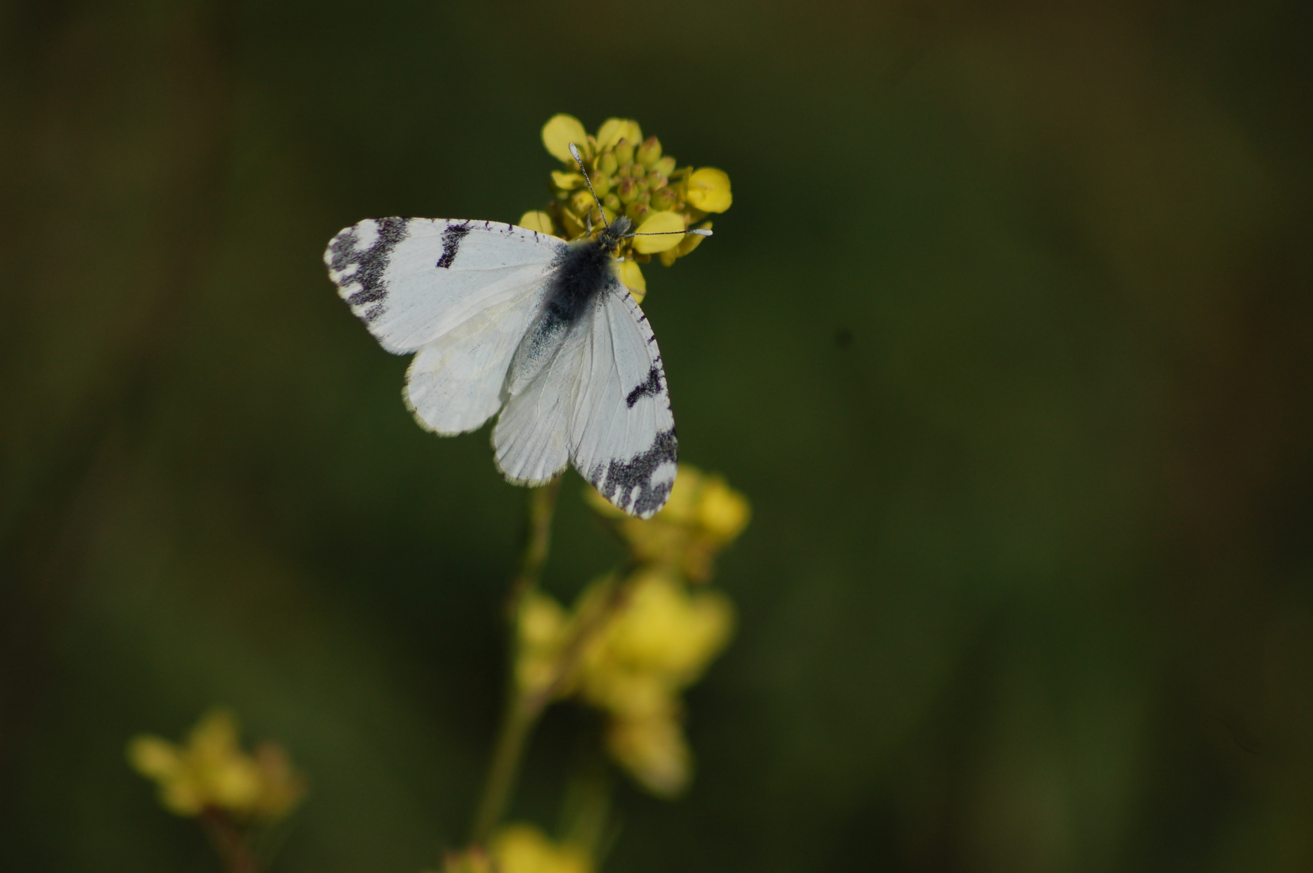 Euchloe ausonia (Dağ Oyklösü) butterfly photo