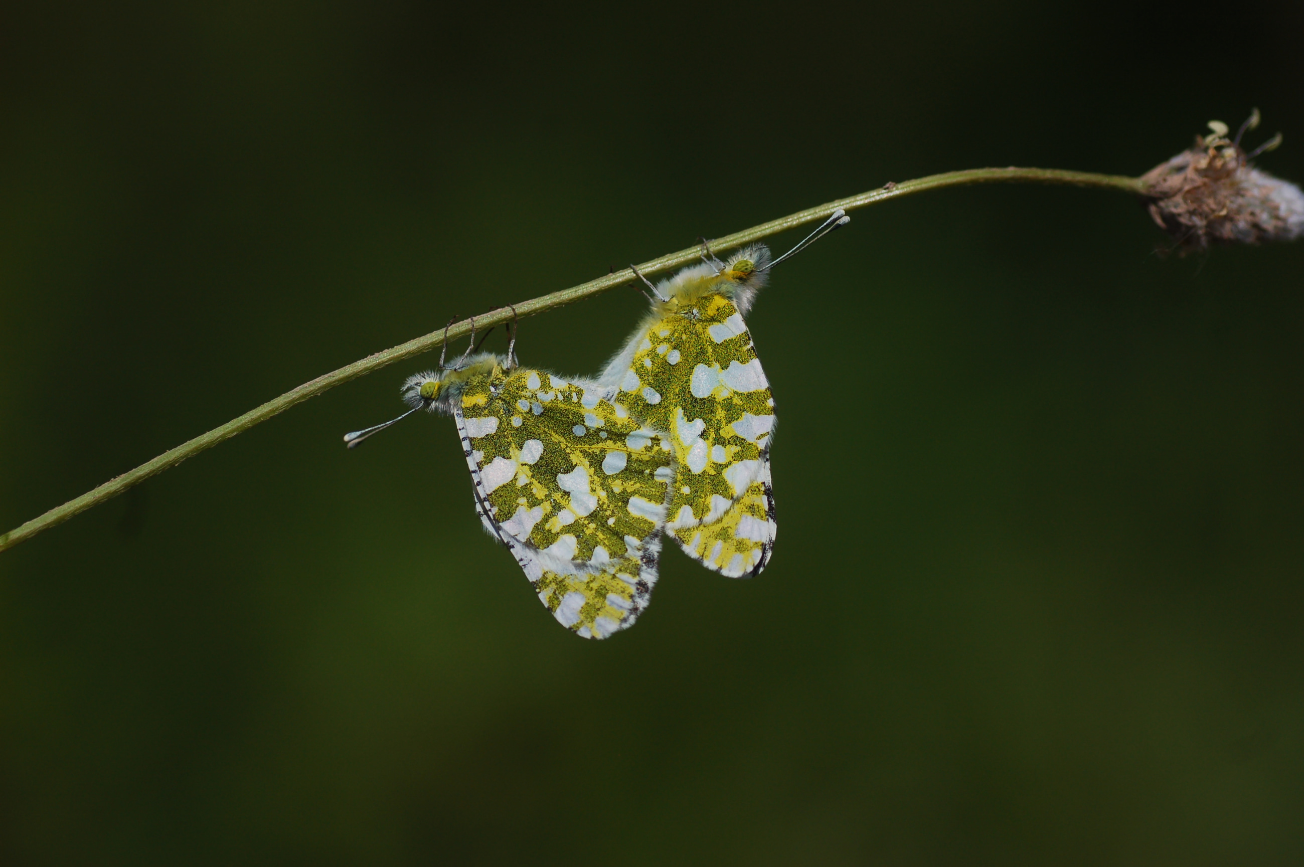 Euchloe ausonia (Dağ Oyklösü) butterfly photo