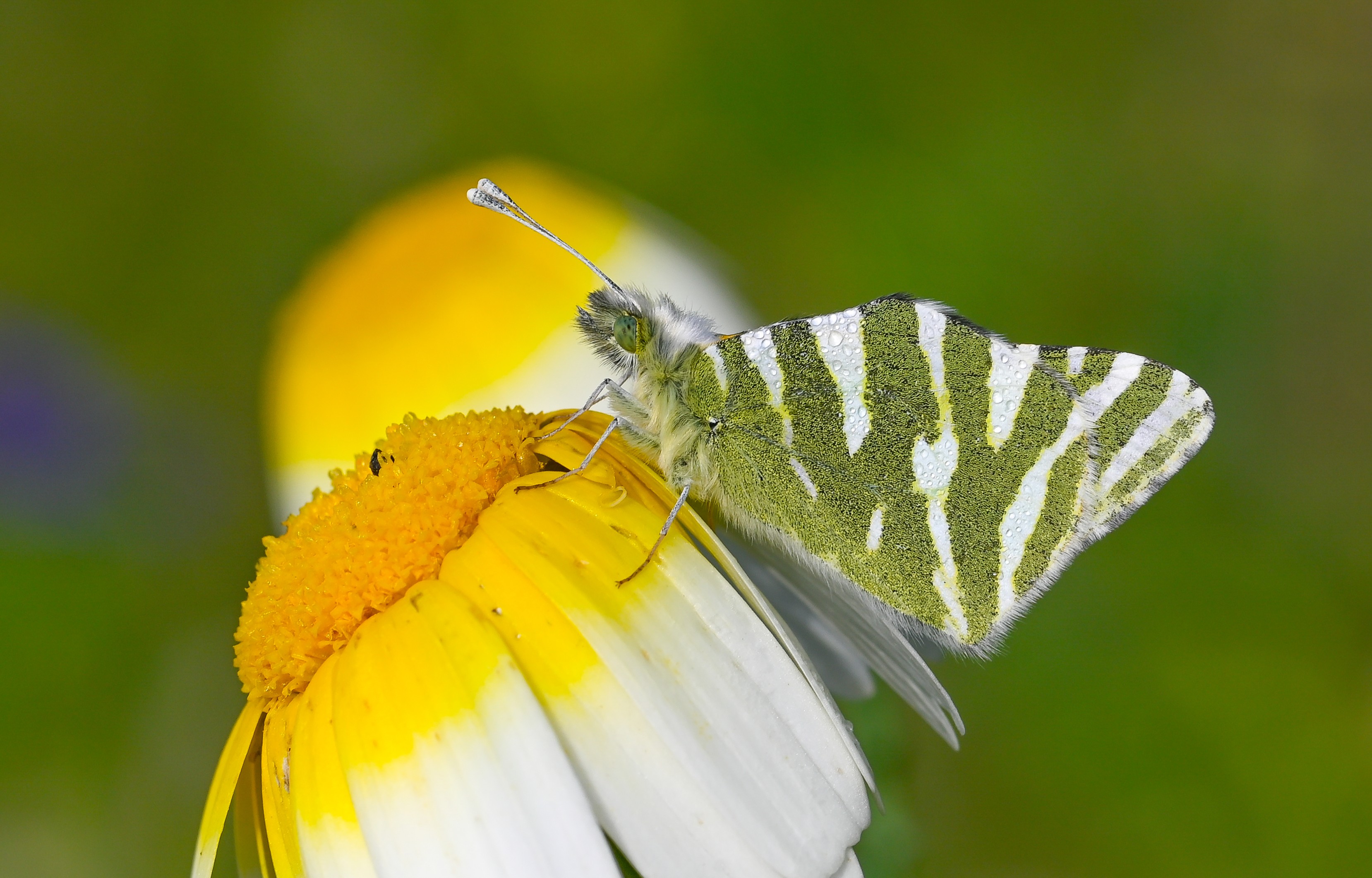 Euchloe belemia (Akdeniz Oyklösü) butterfly photo
