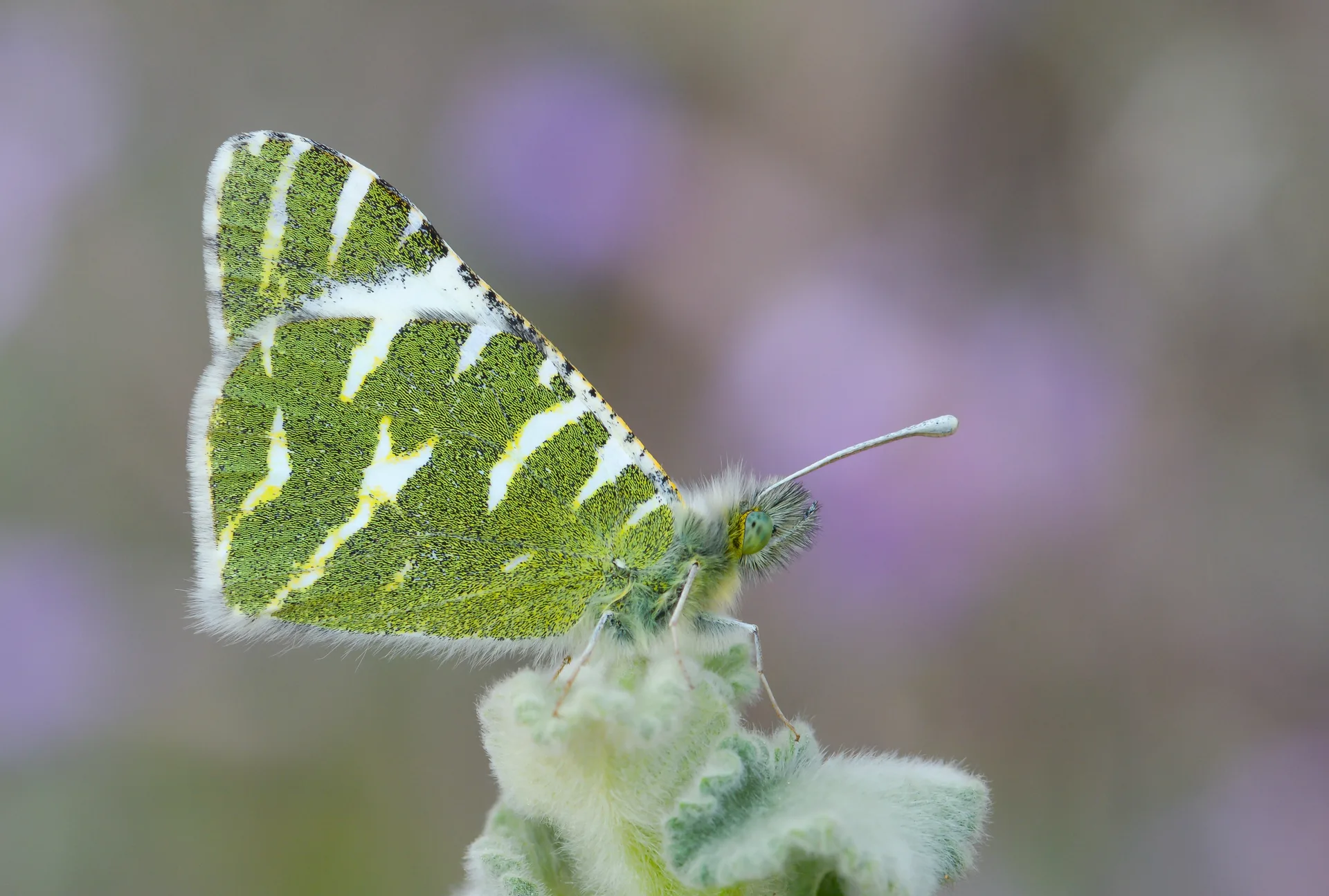 Euchloe belemia (Akdeniz OyklÃ¶sÃ¼) butterfly photo