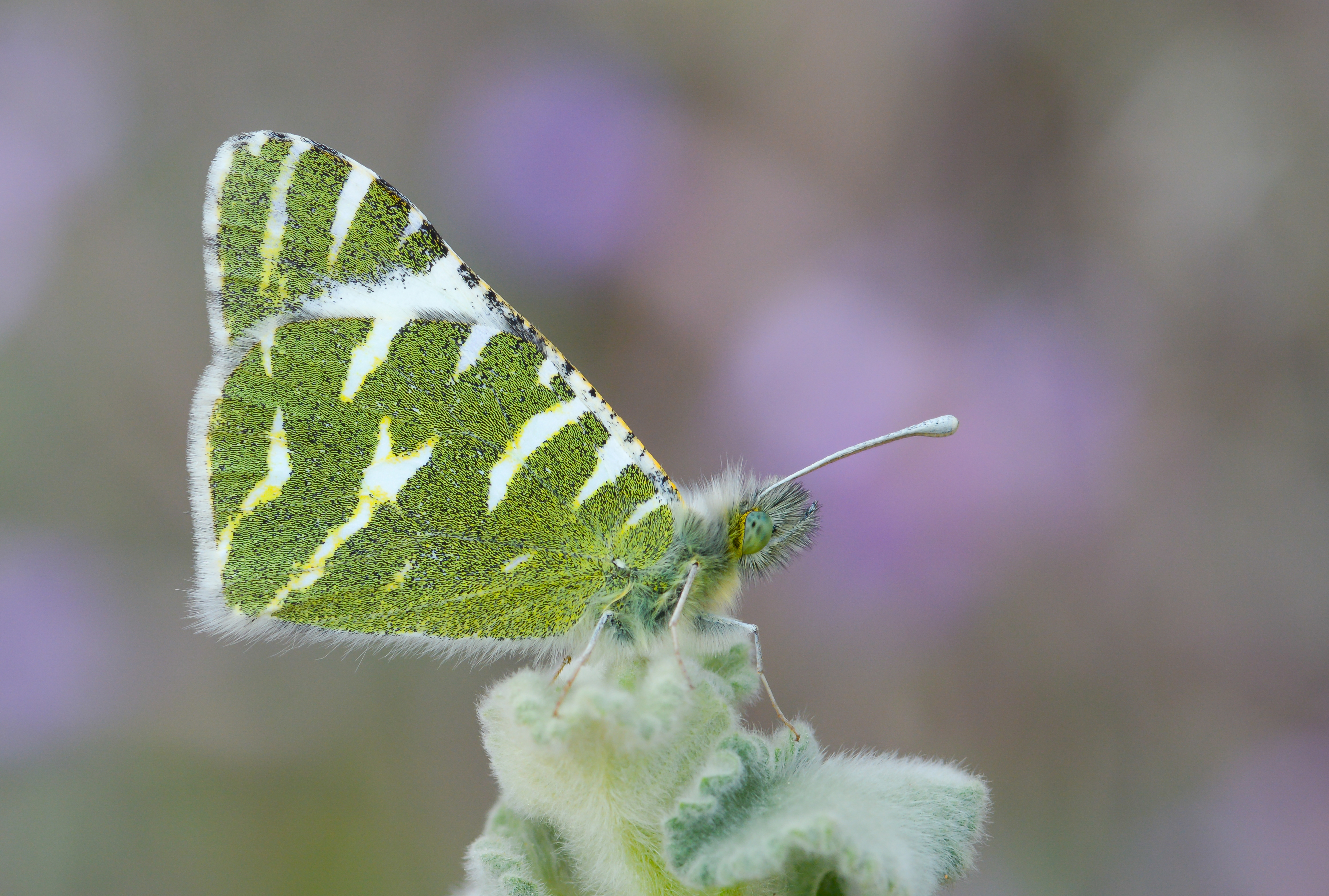 Euchloe belemia (Akdeniz Oyklösü) butterfly photo