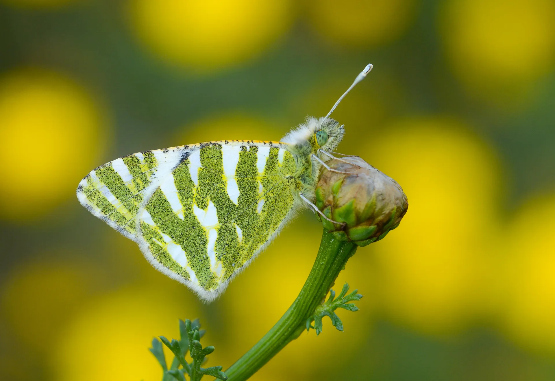 Euchloe belemia (Akdeniz OyklÃ¶sÃ¼) butterfly photo